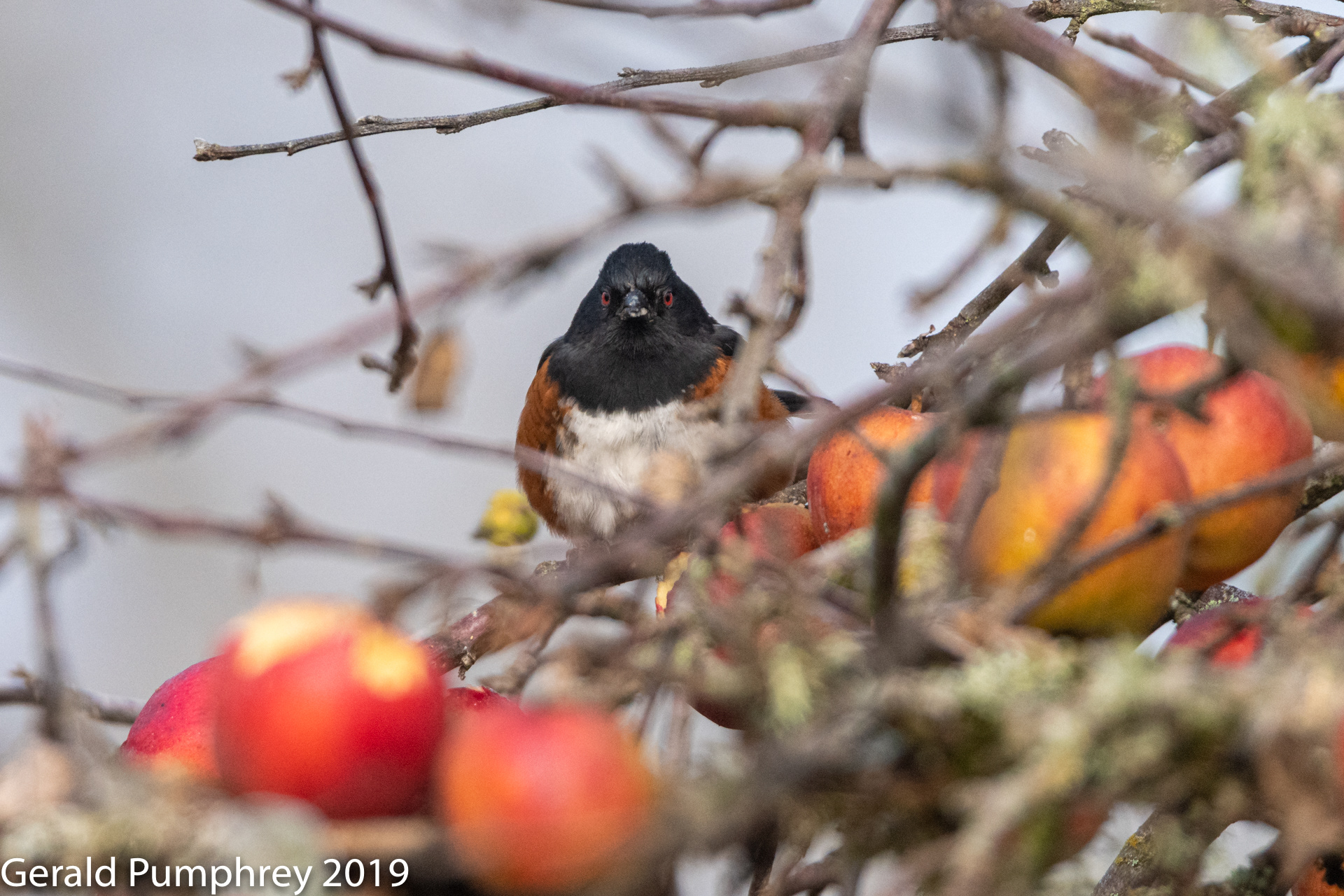 Spotted Towhee