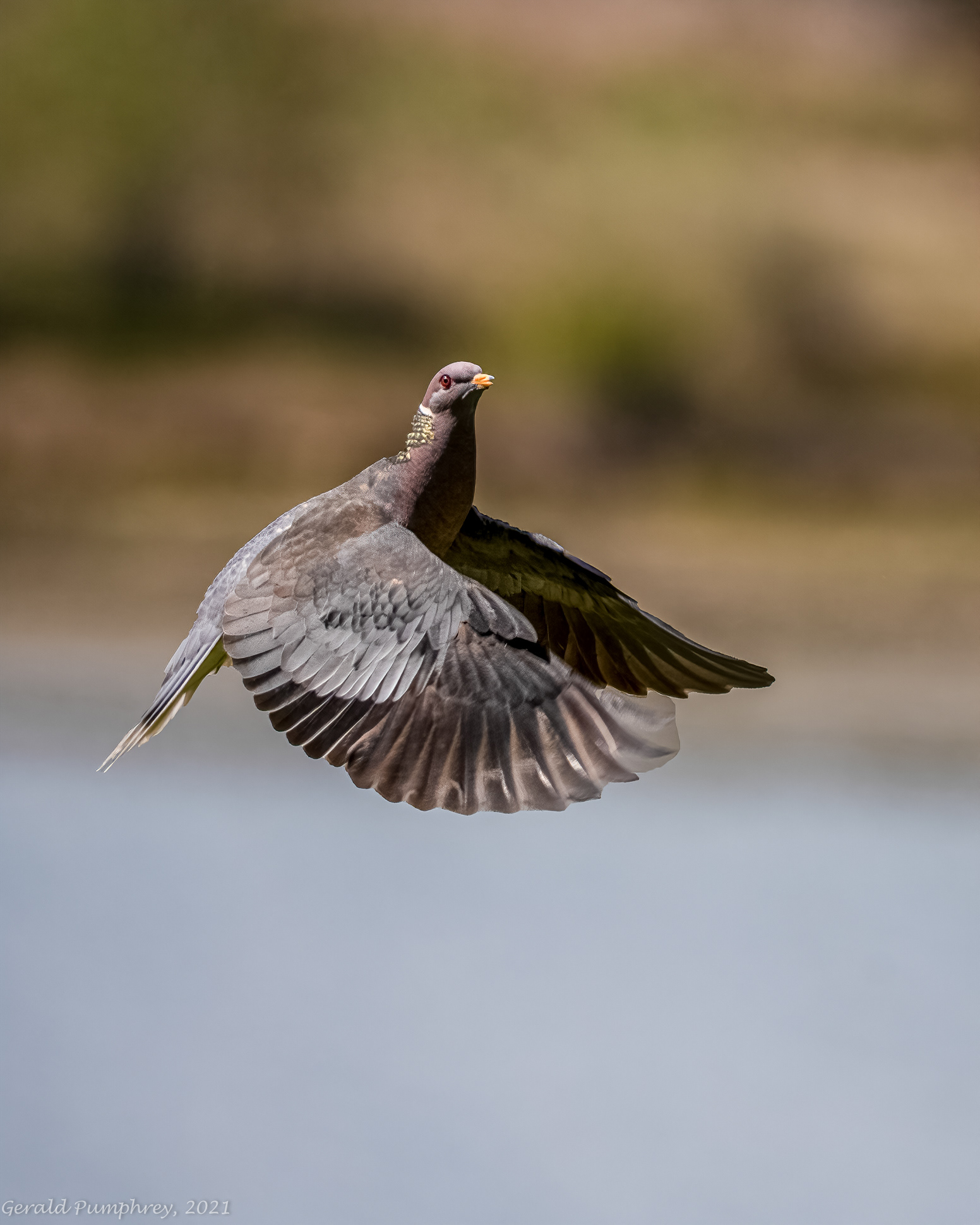 Band-tailed Pigeon