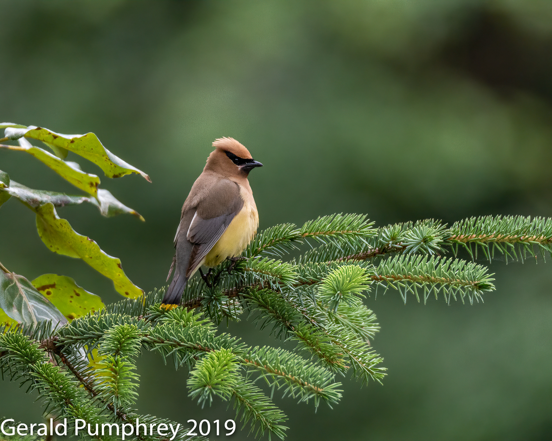 Cedar Waxwing