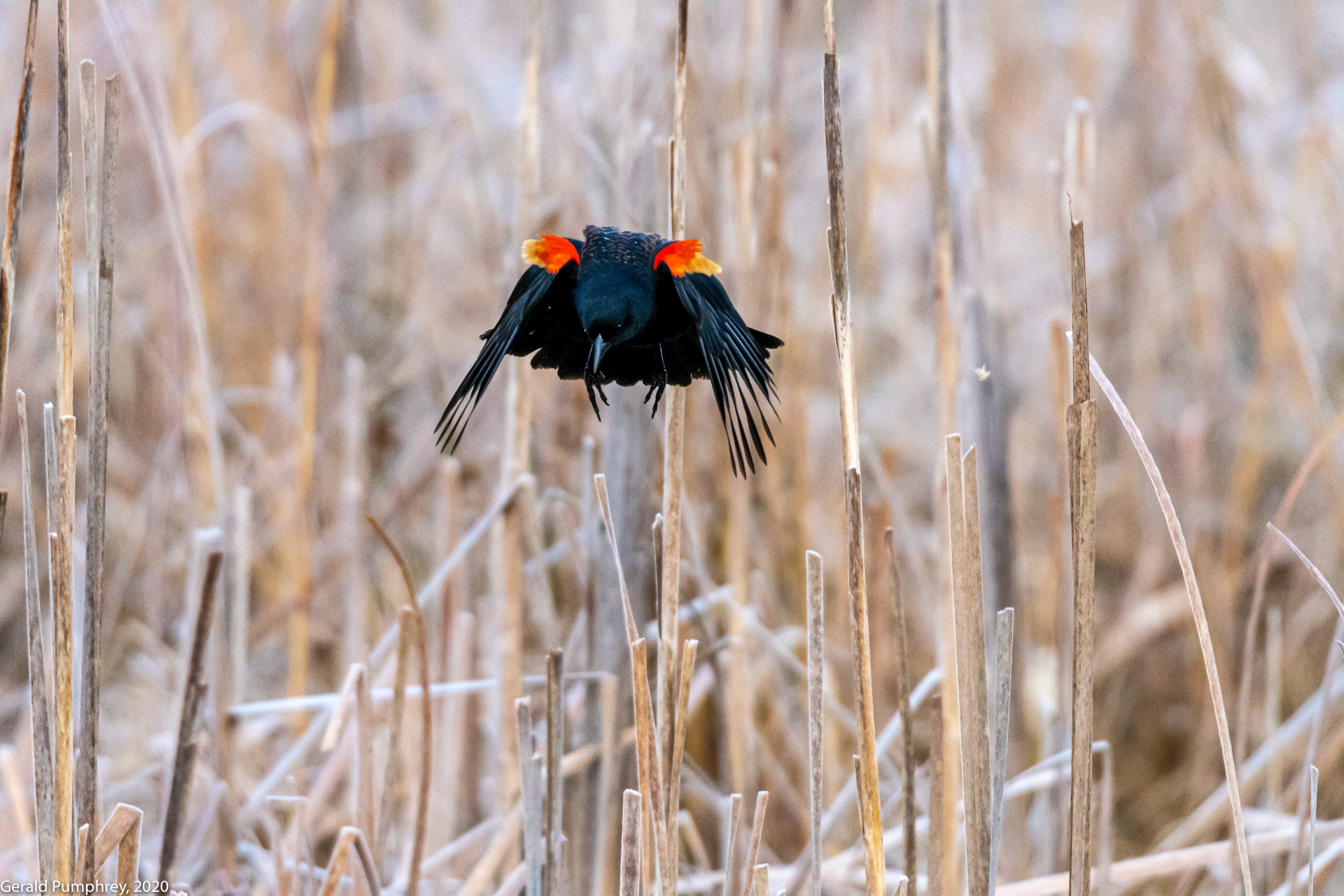 Red-winged Blackbird