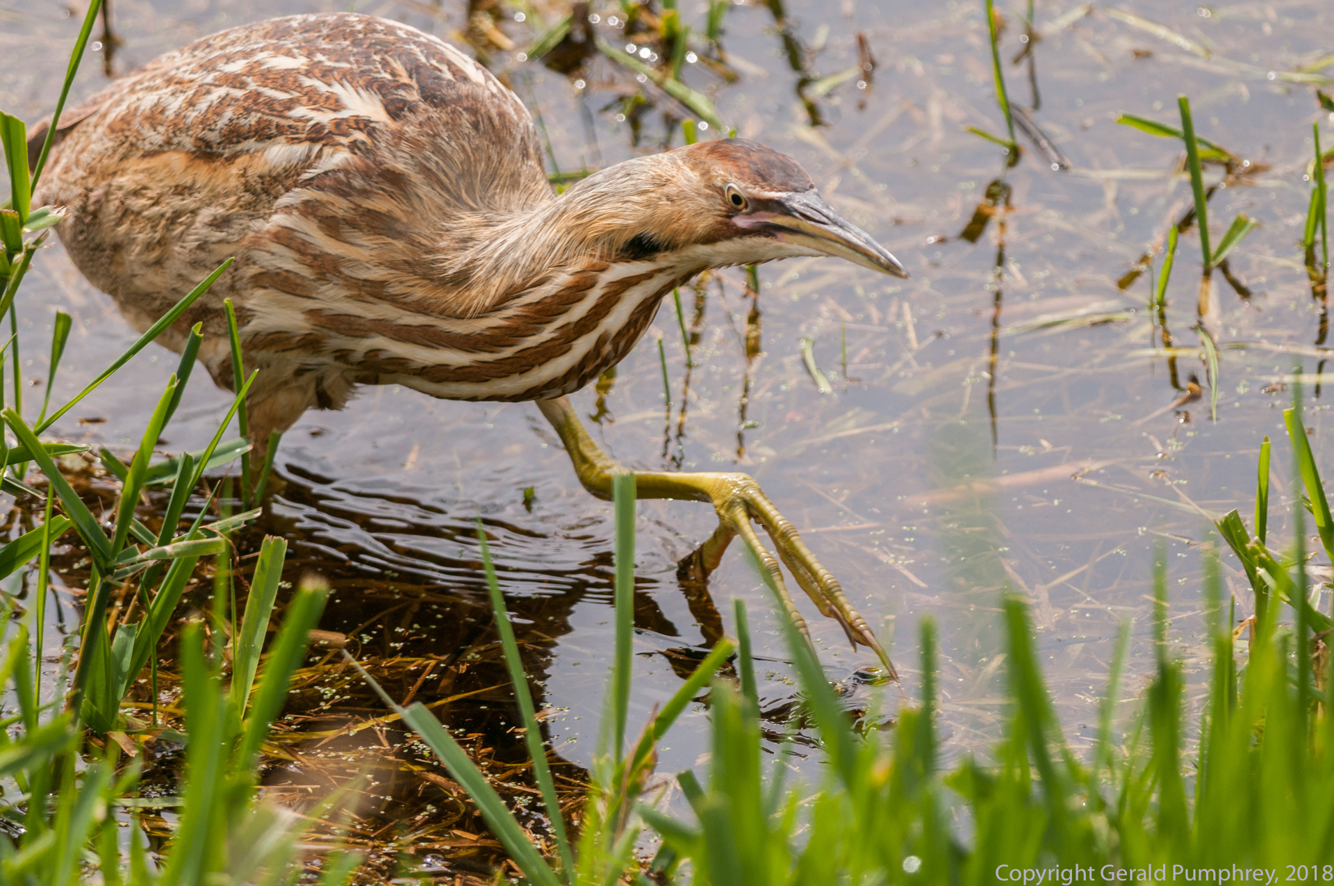 American Bittern