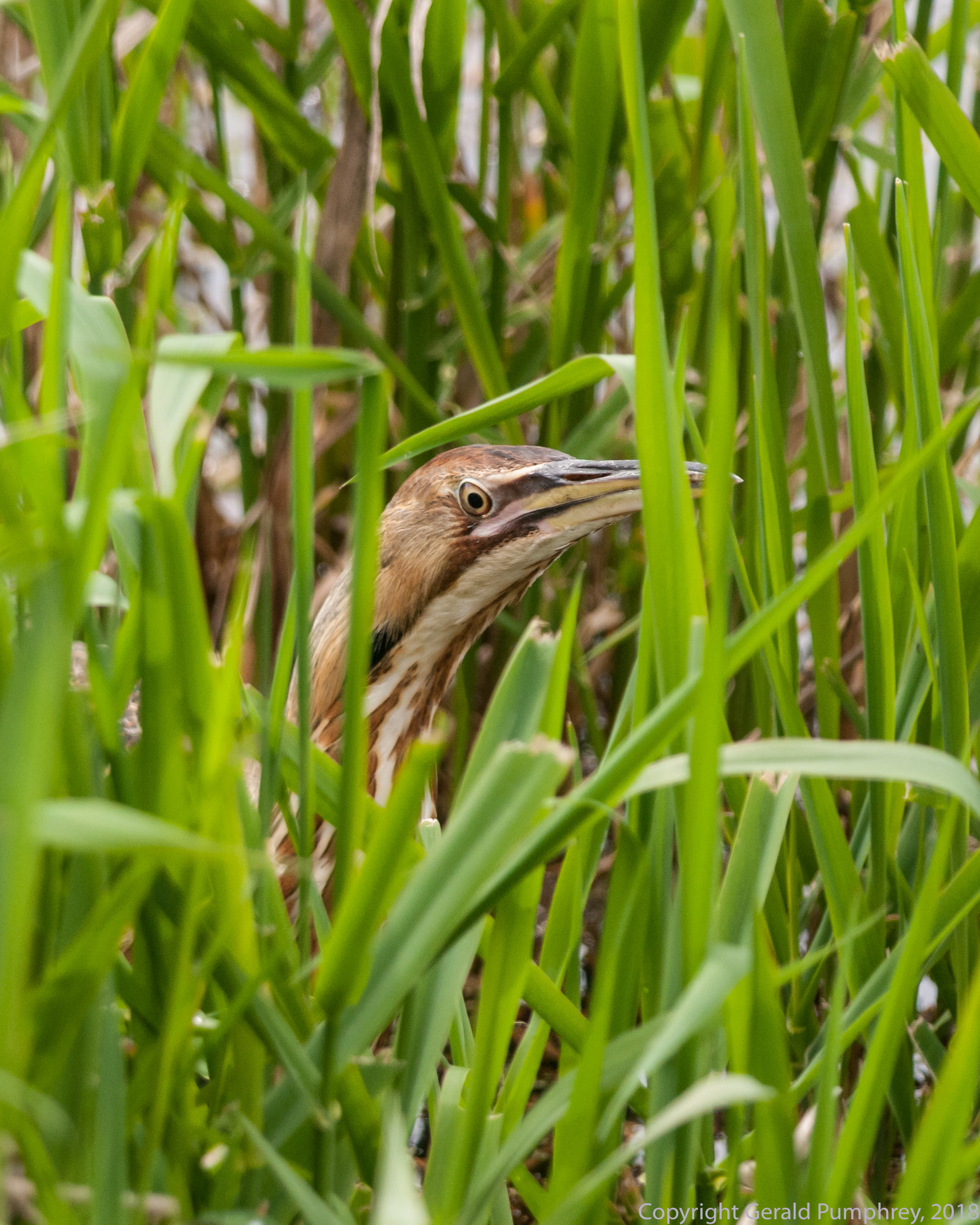 American Bittern