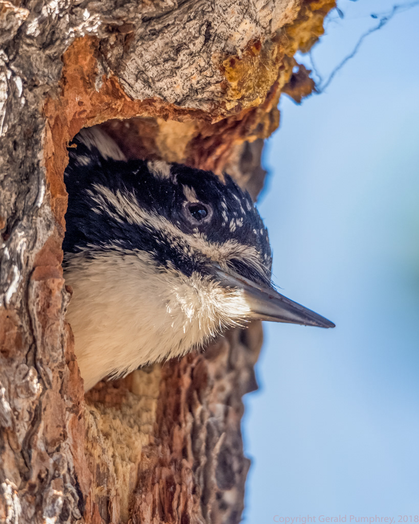 American Three-toed Woodpecker