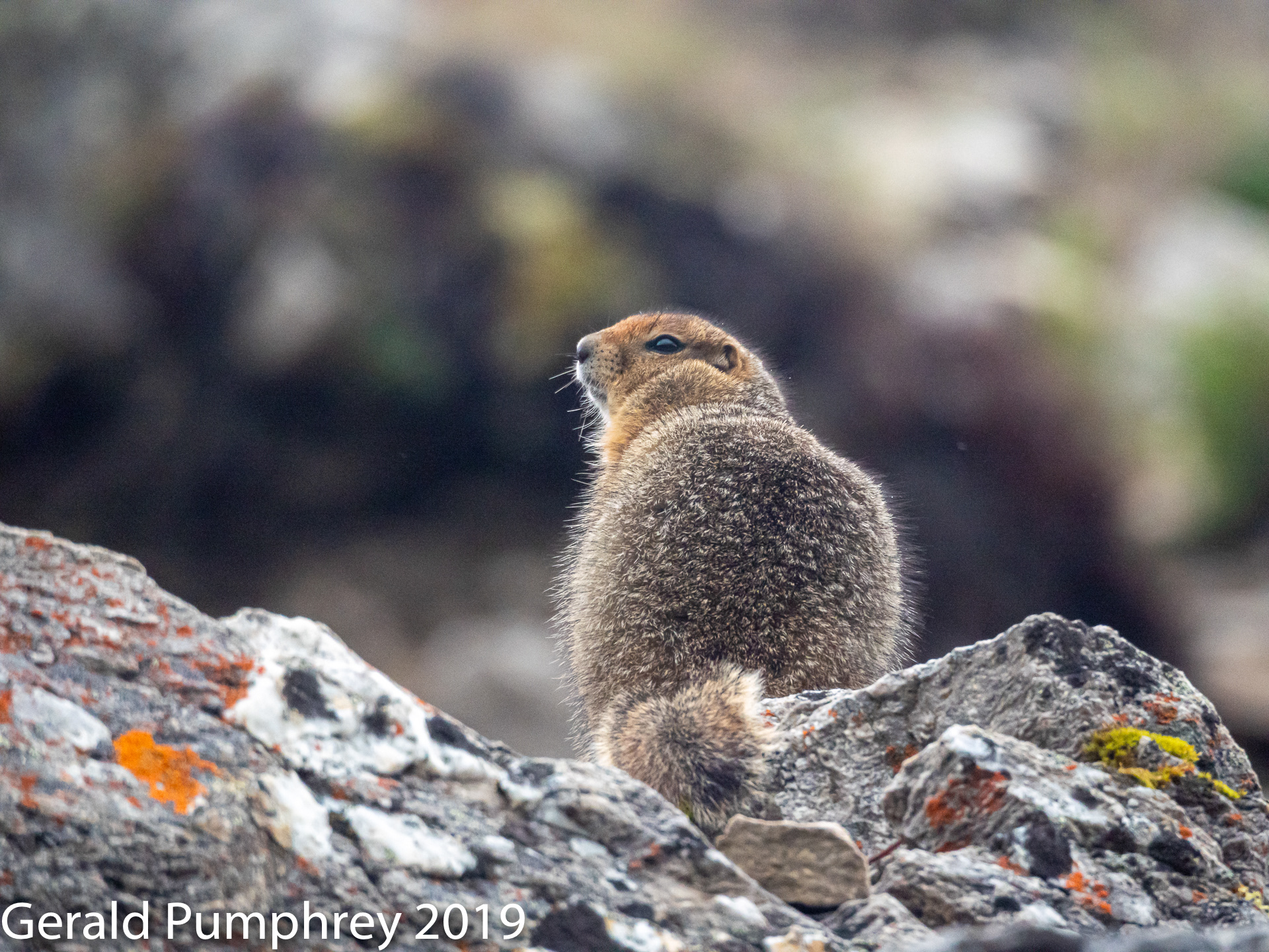 Arctic Ground Squirrel 