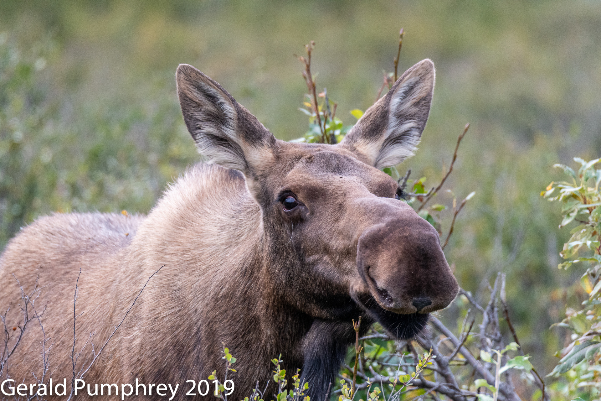 Cow Moose