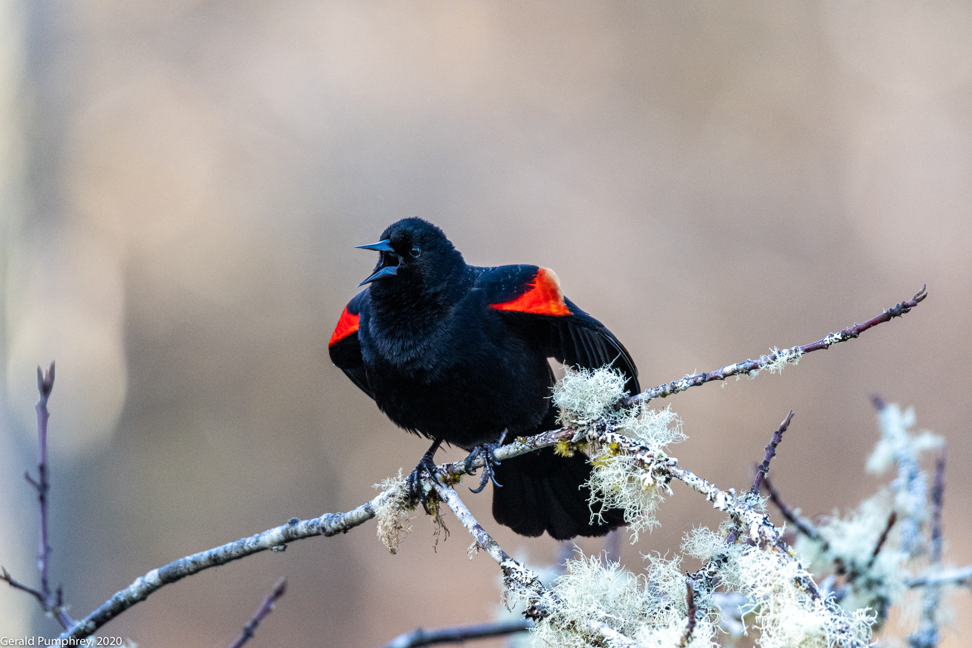 Red-winged Blackbird