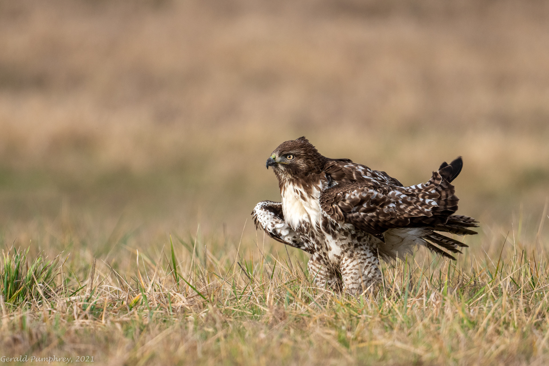 Red-tailed Hawk