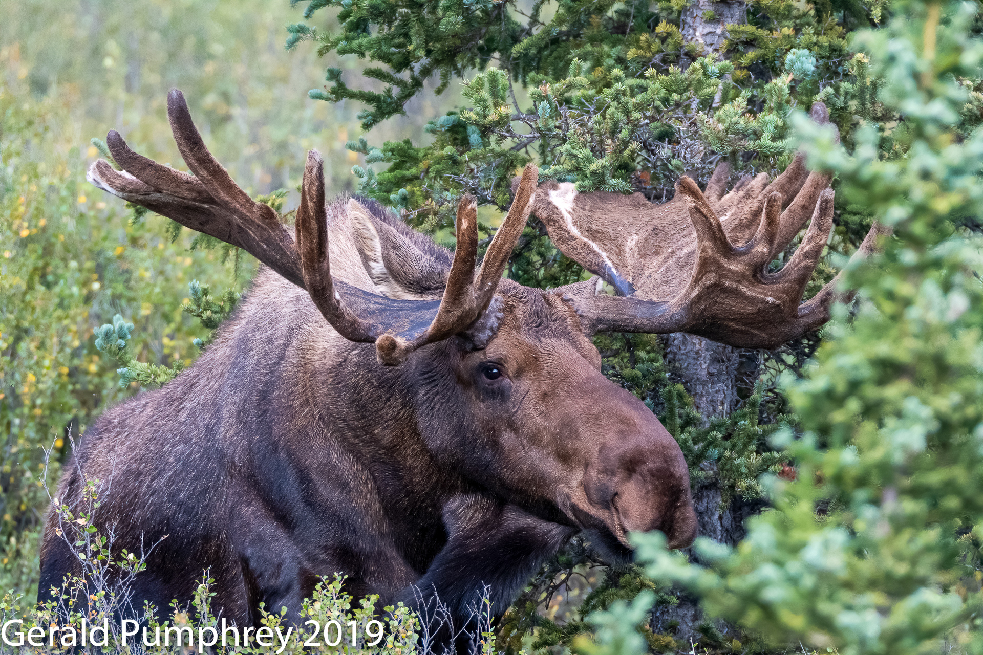 Bull Moose