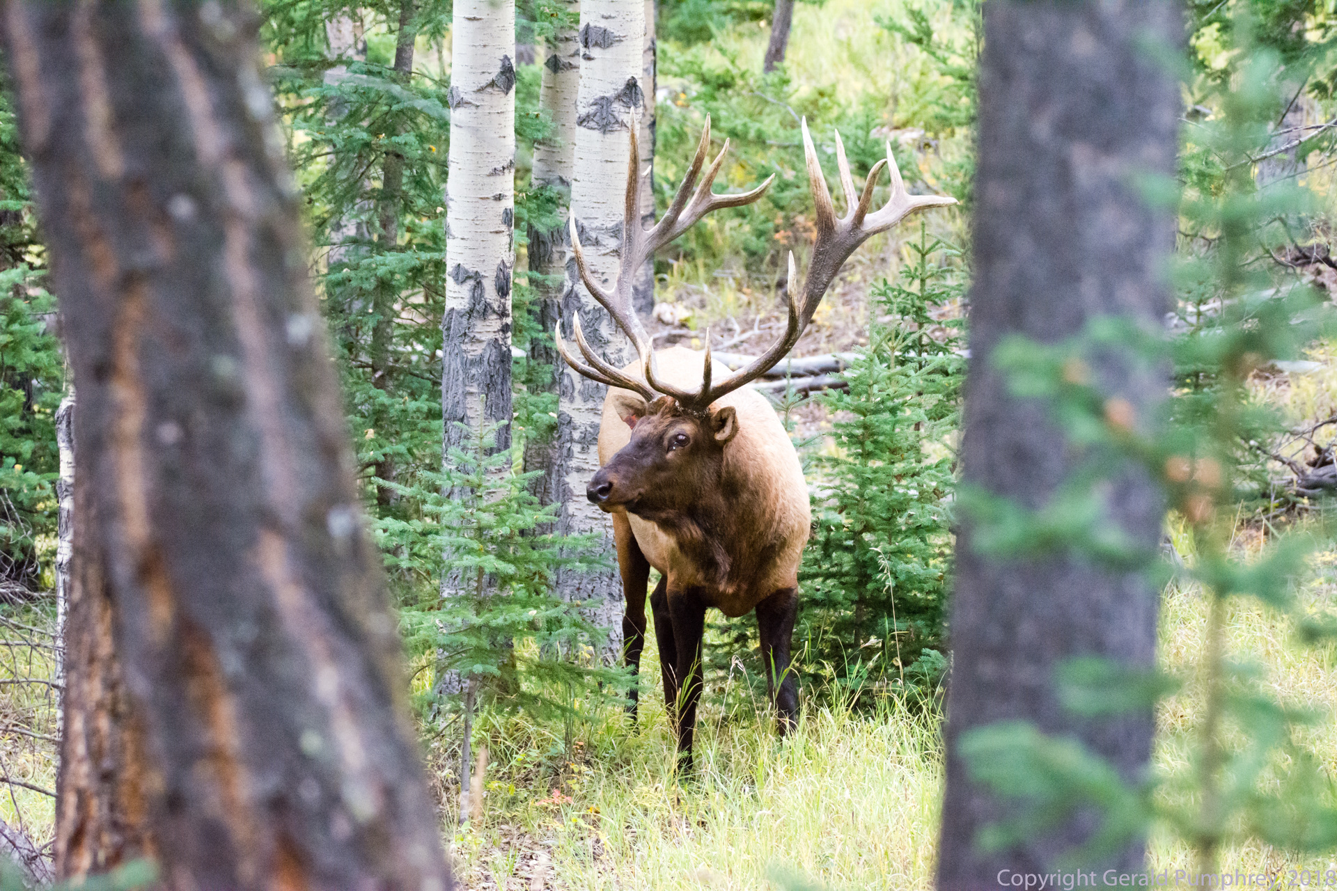 Bull Elk