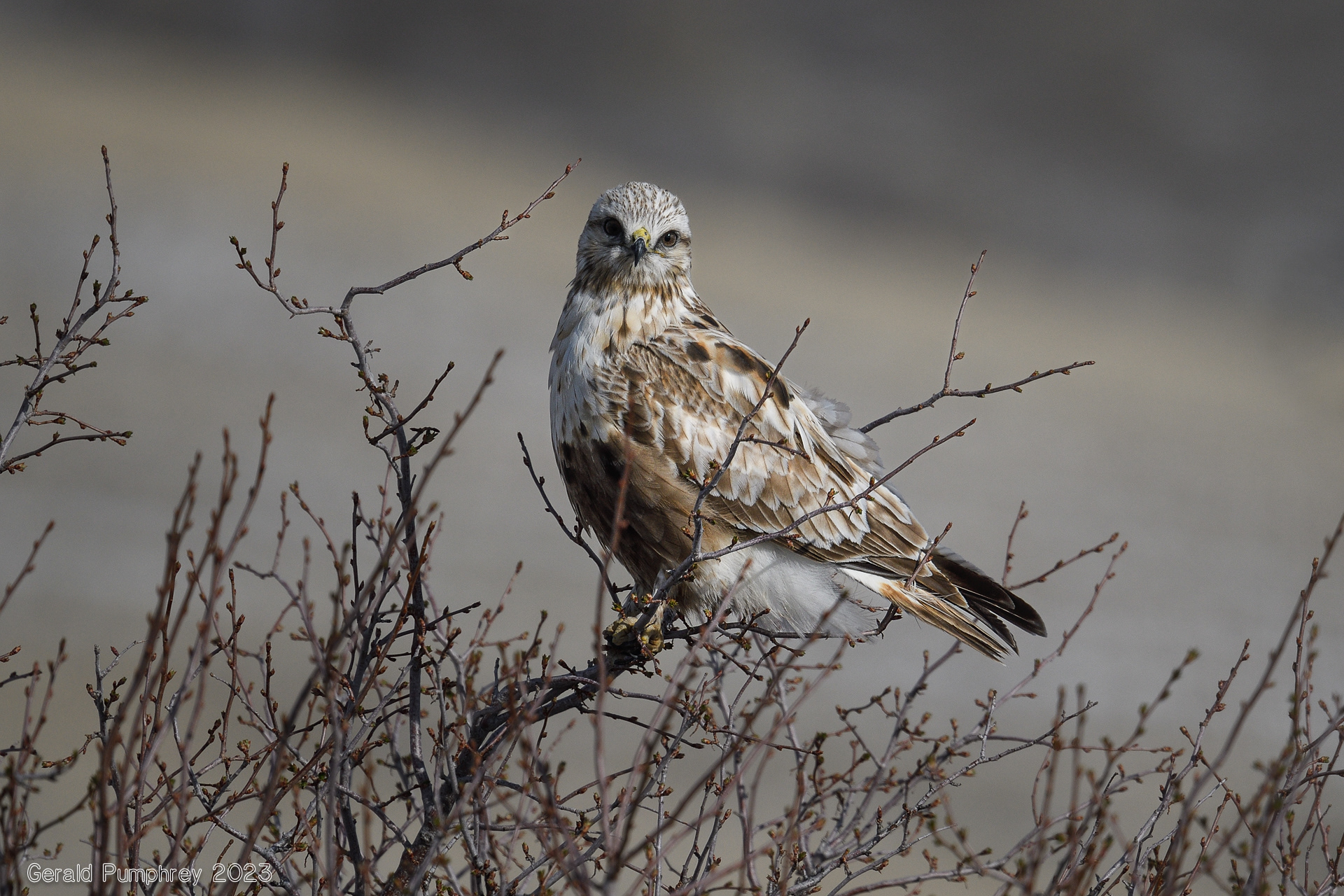 Rough-legged Hawk