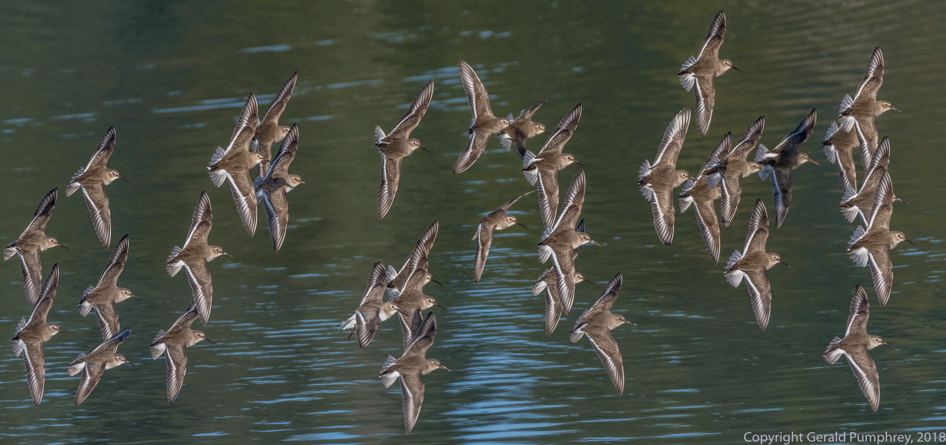 Dunlin