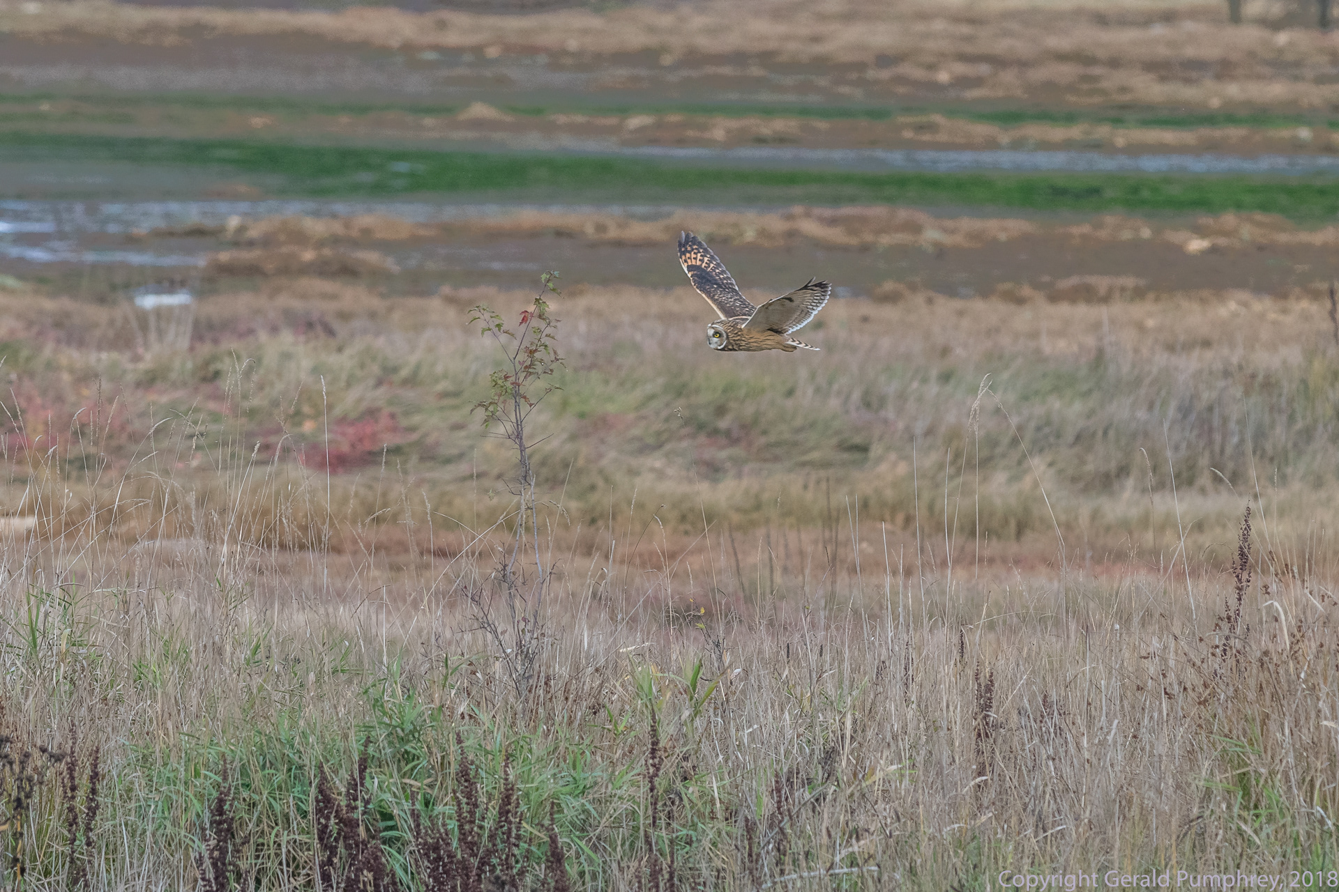 Short Eared Owl