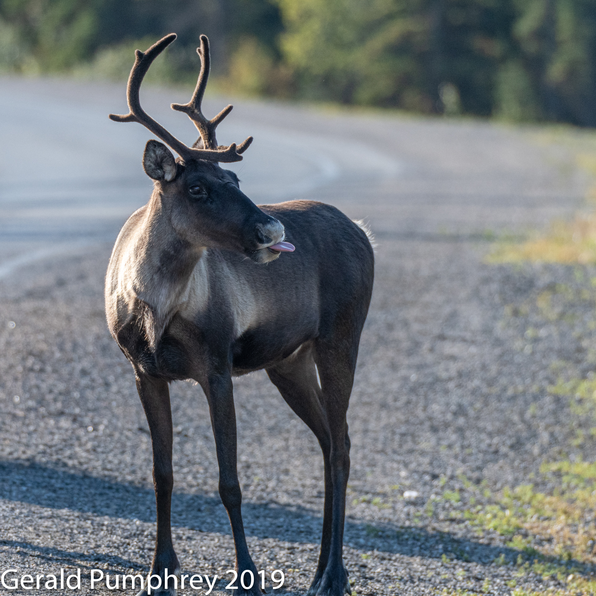 Woodland Caribou