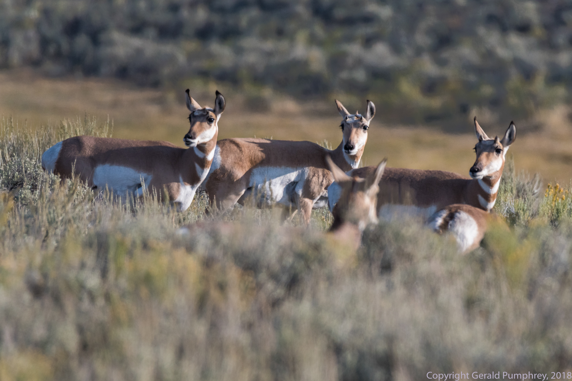 Pronghorns