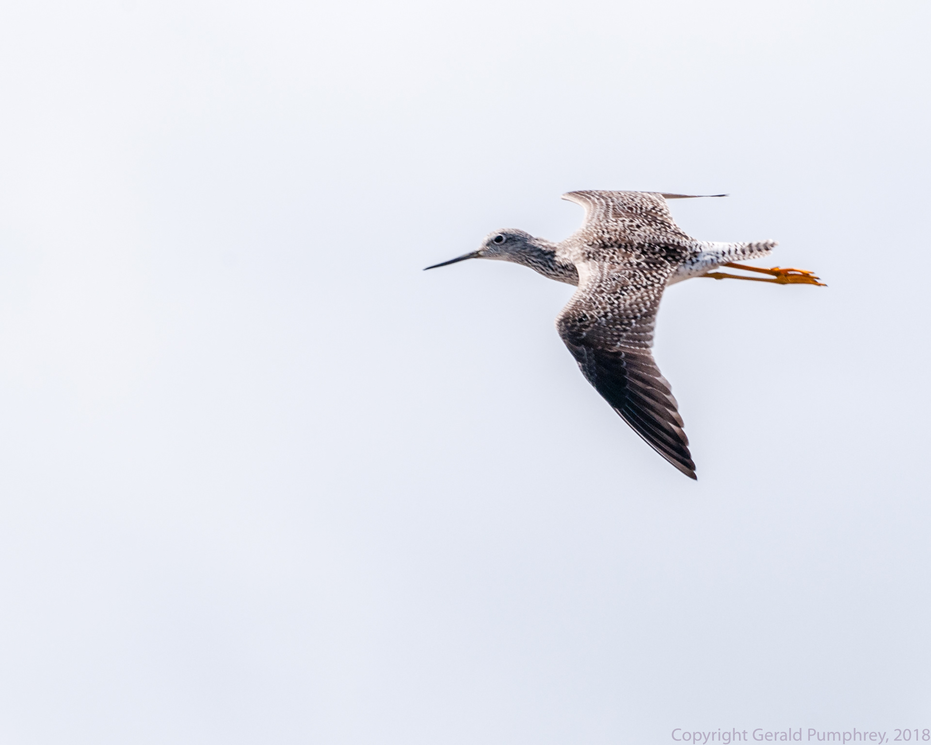Lesser Yellowlegs
