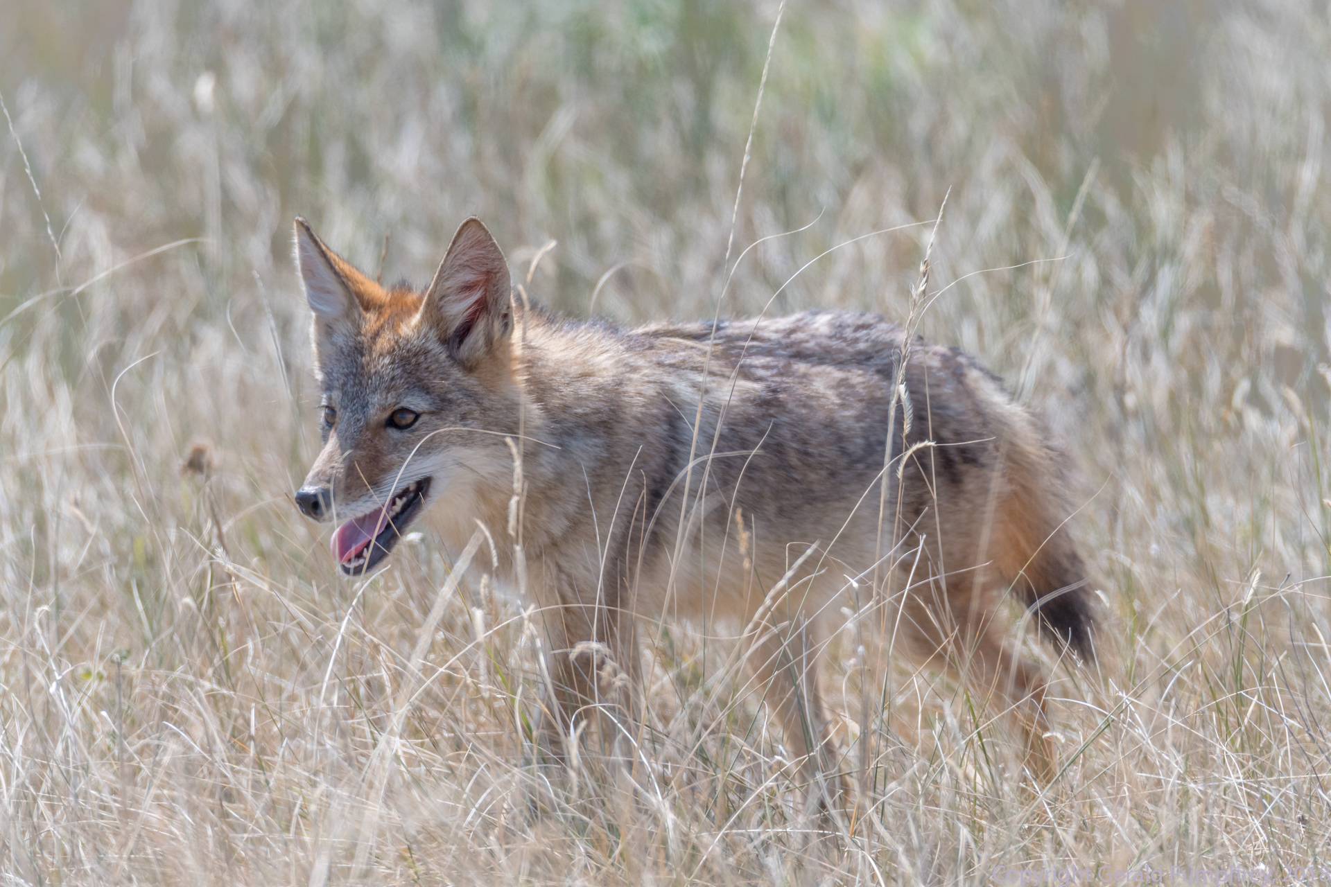 Coyote