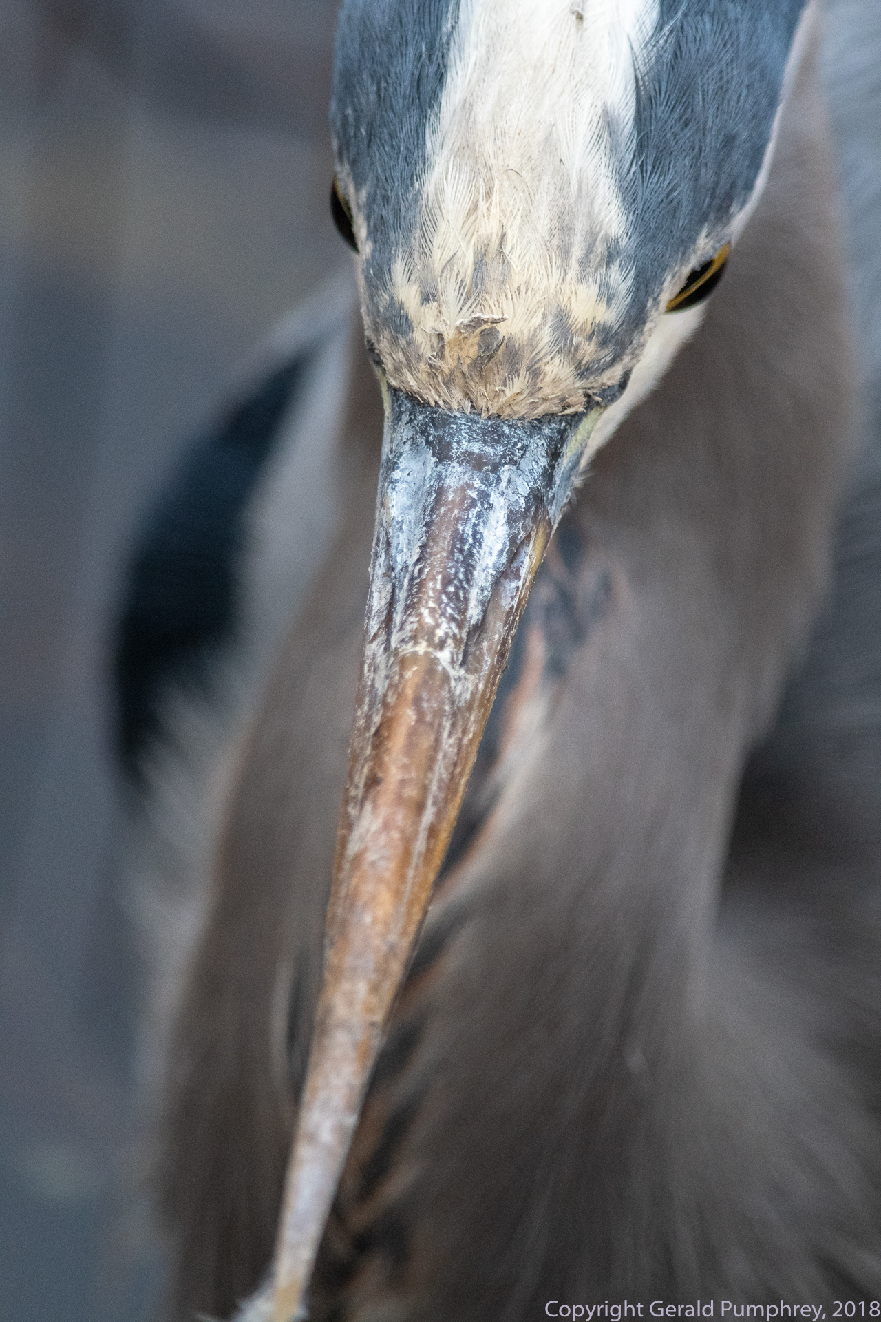 Great Blue Heron