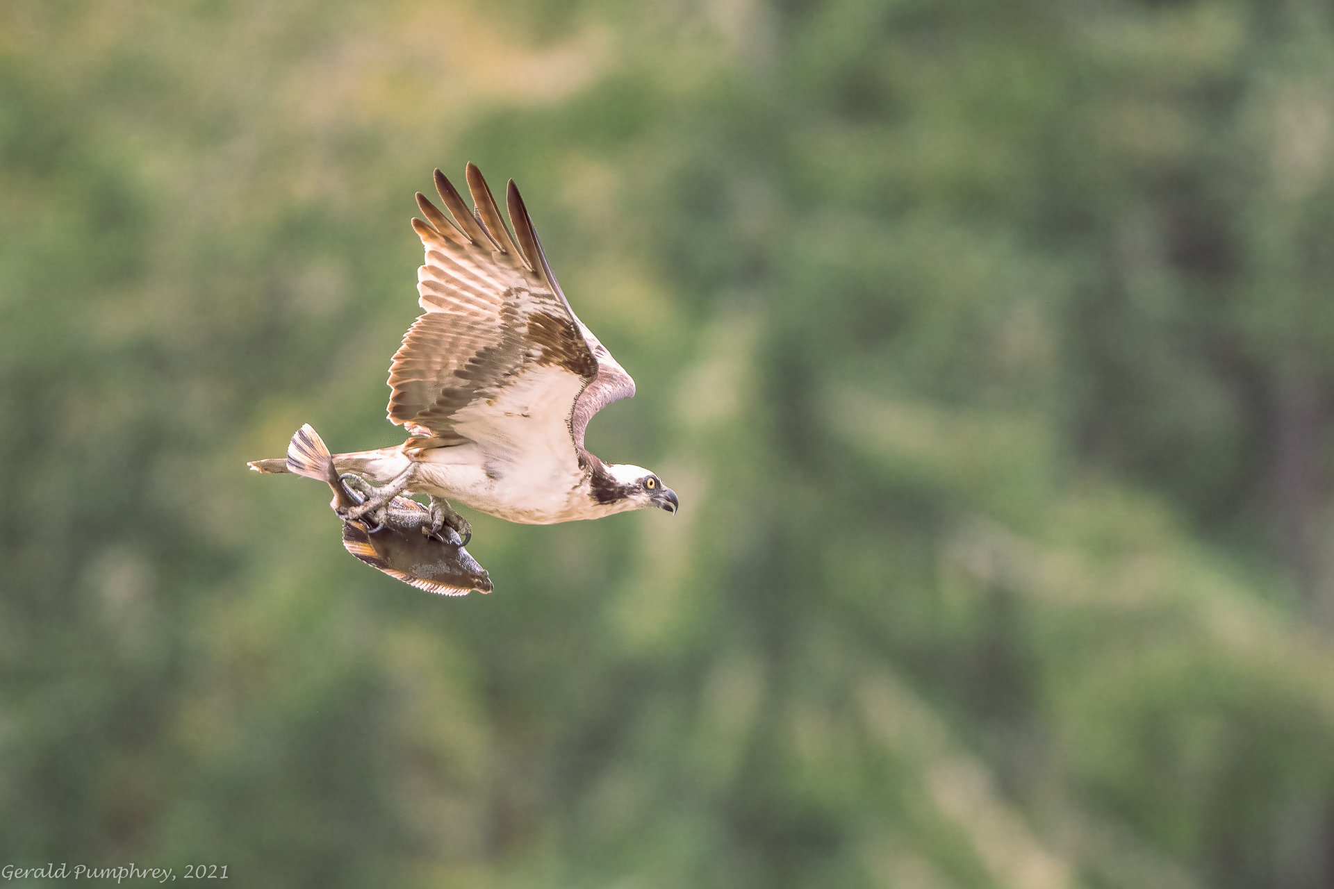Osprey