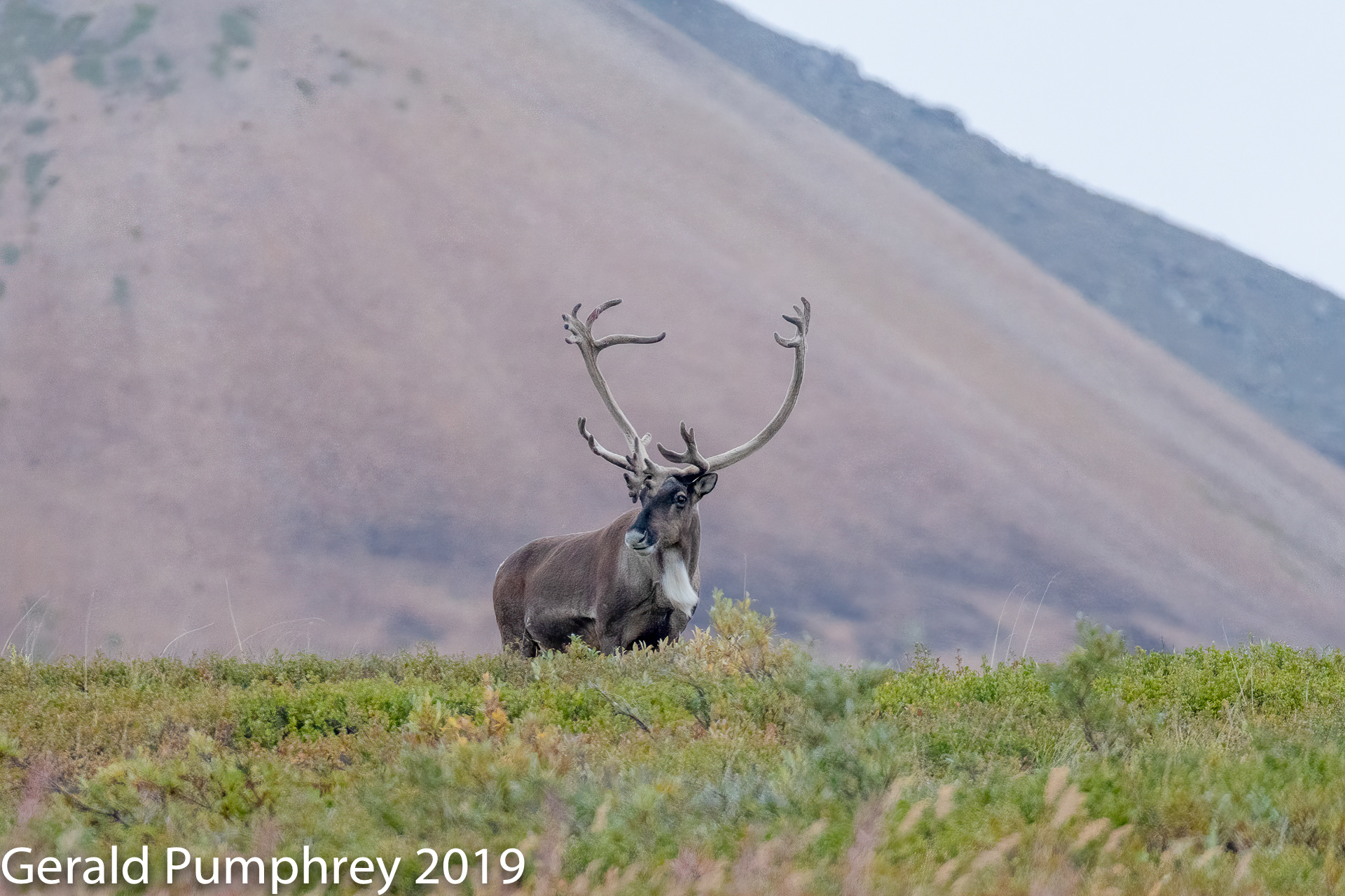 Barren Ground Caribou