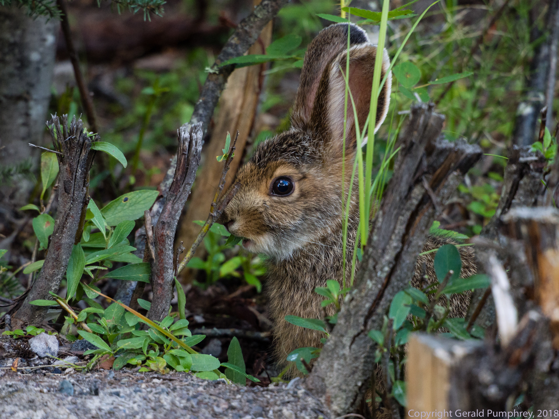 Snowshoe Hare