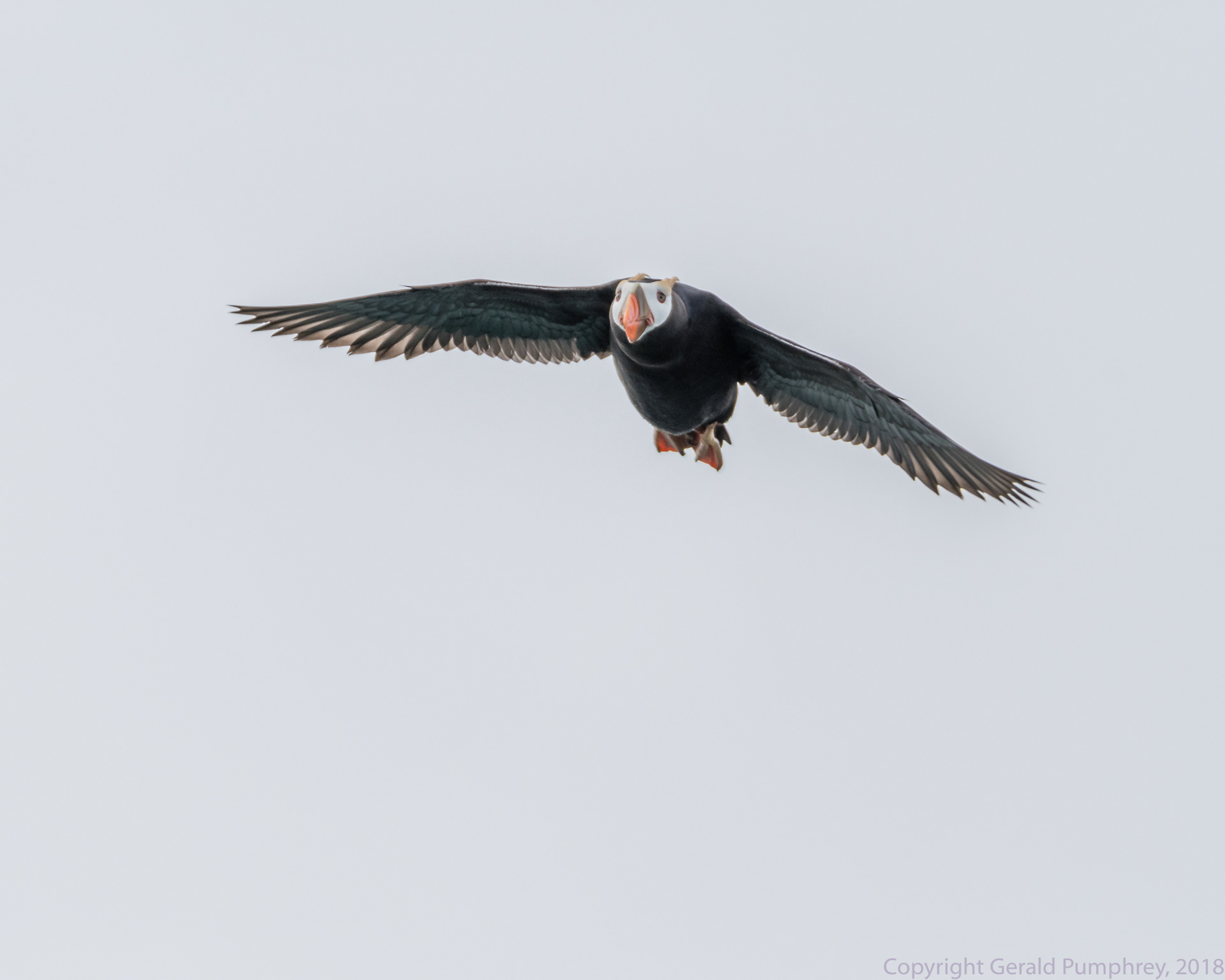 Tufted Puffin