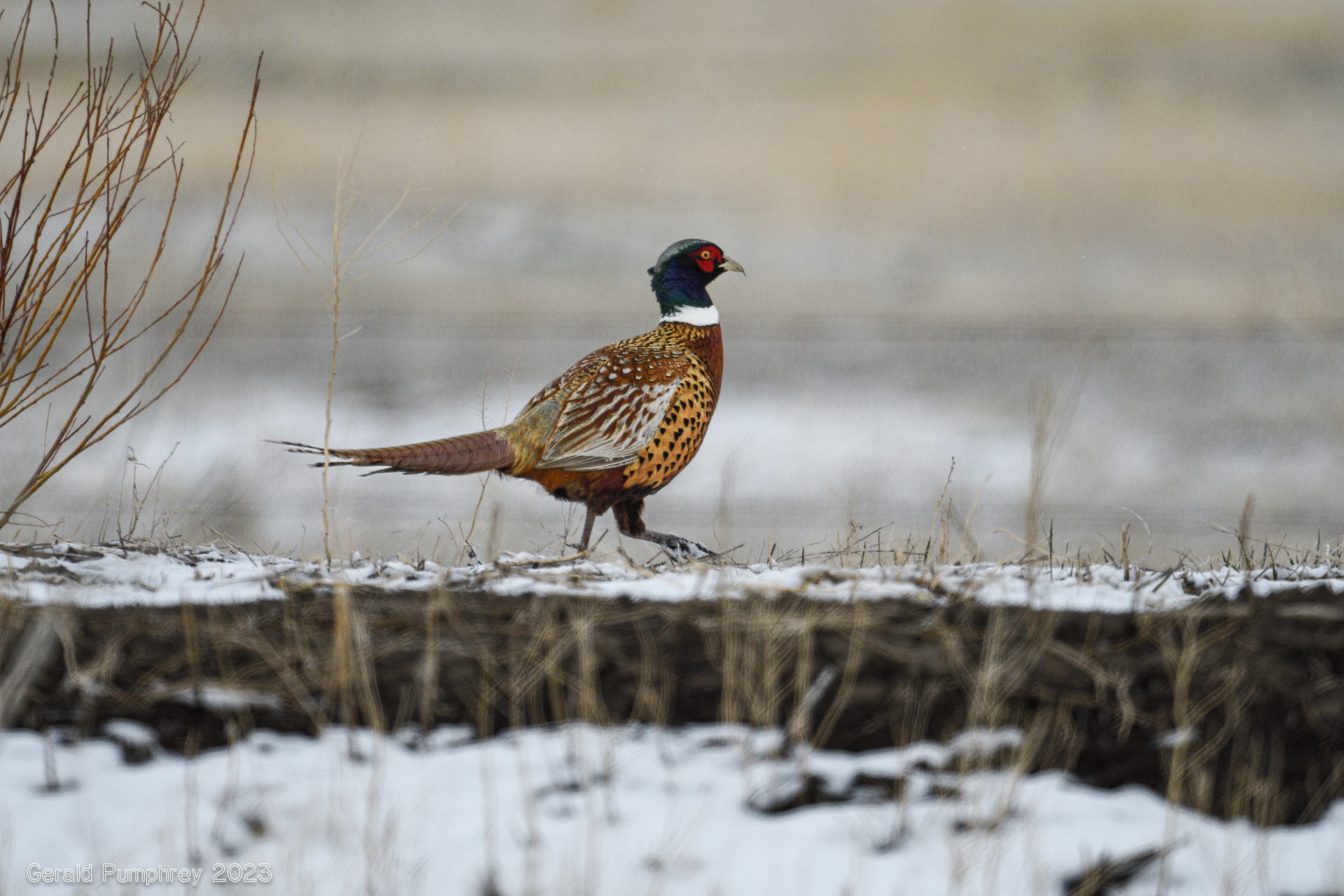 Ring-necked Pheasant