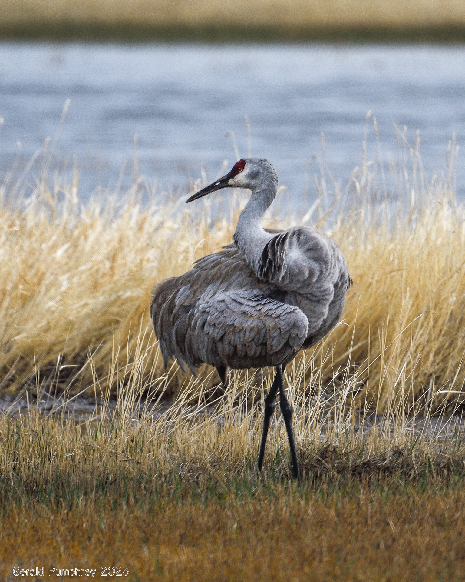 Sandhill Crane