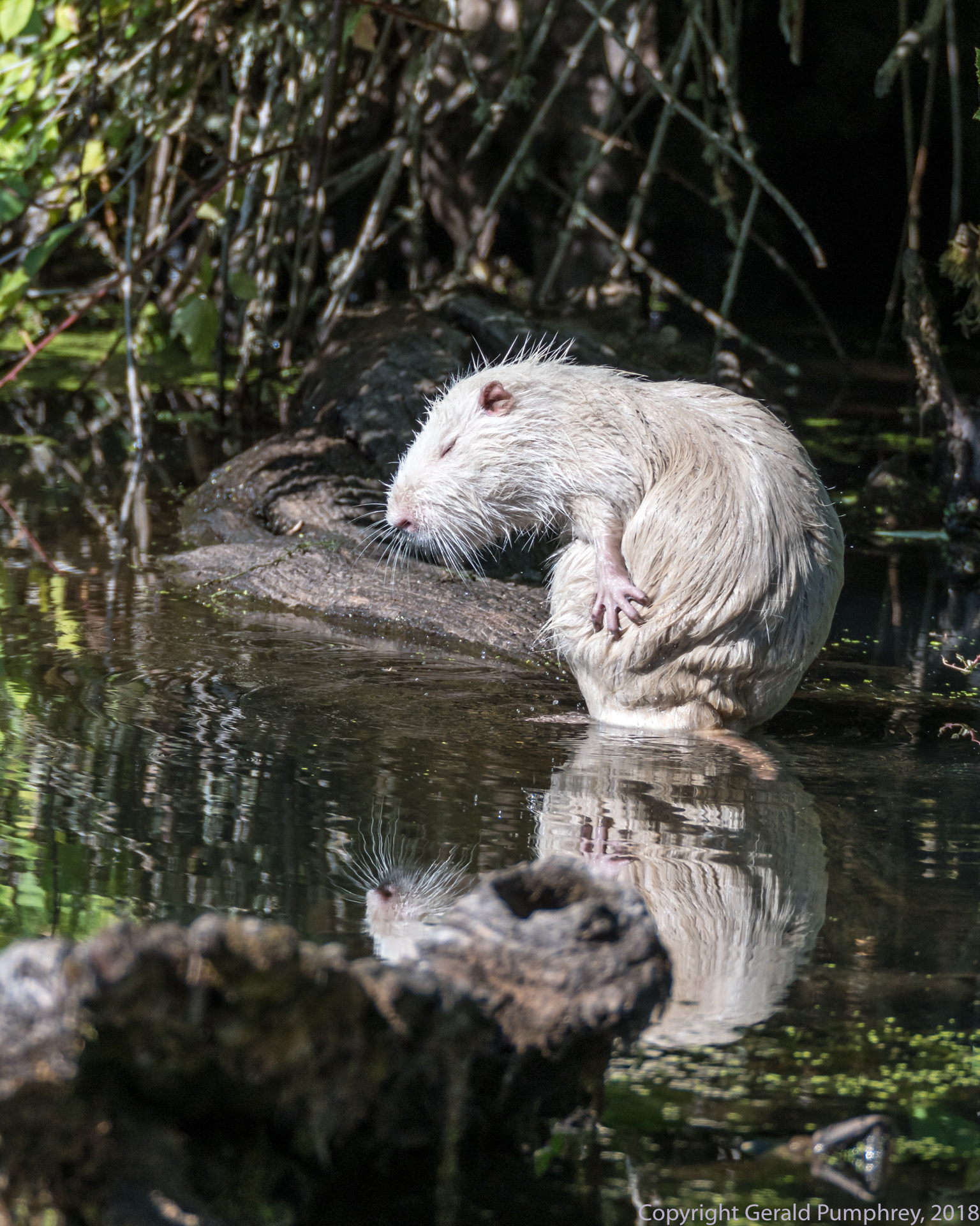 Albino Nutria