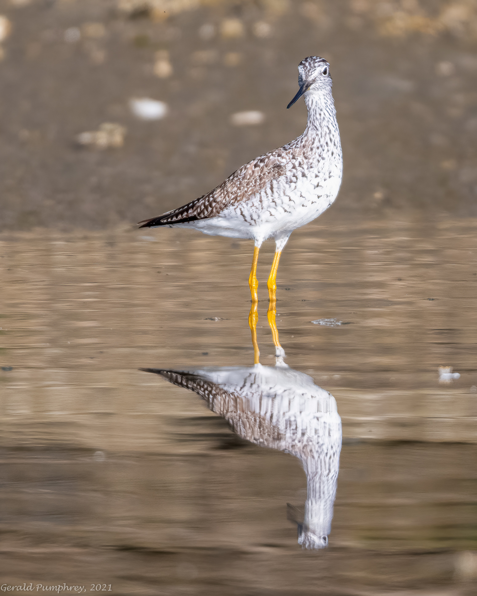 Yellowlegs
