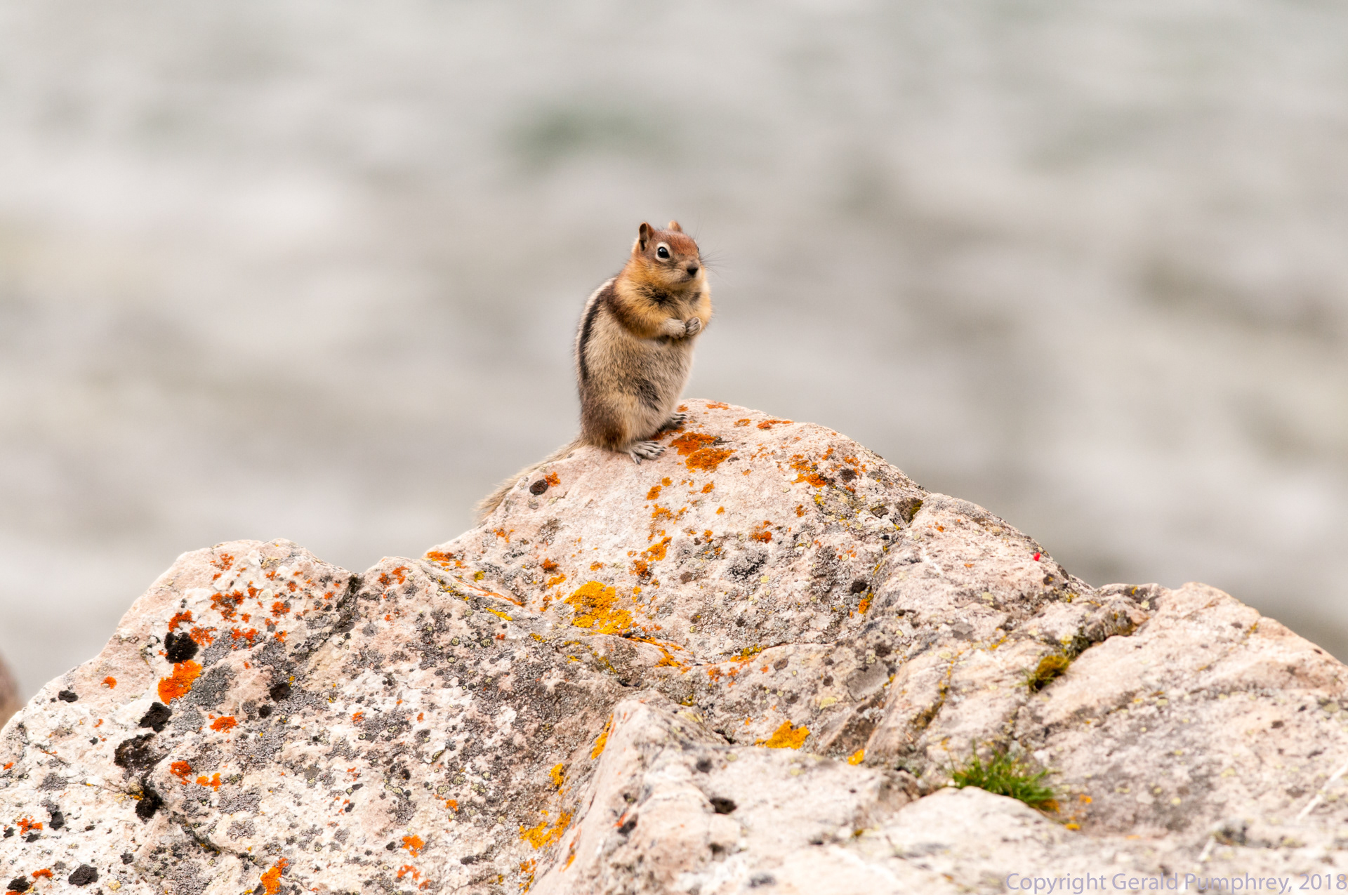 Golden Mantled Ground Squirrel