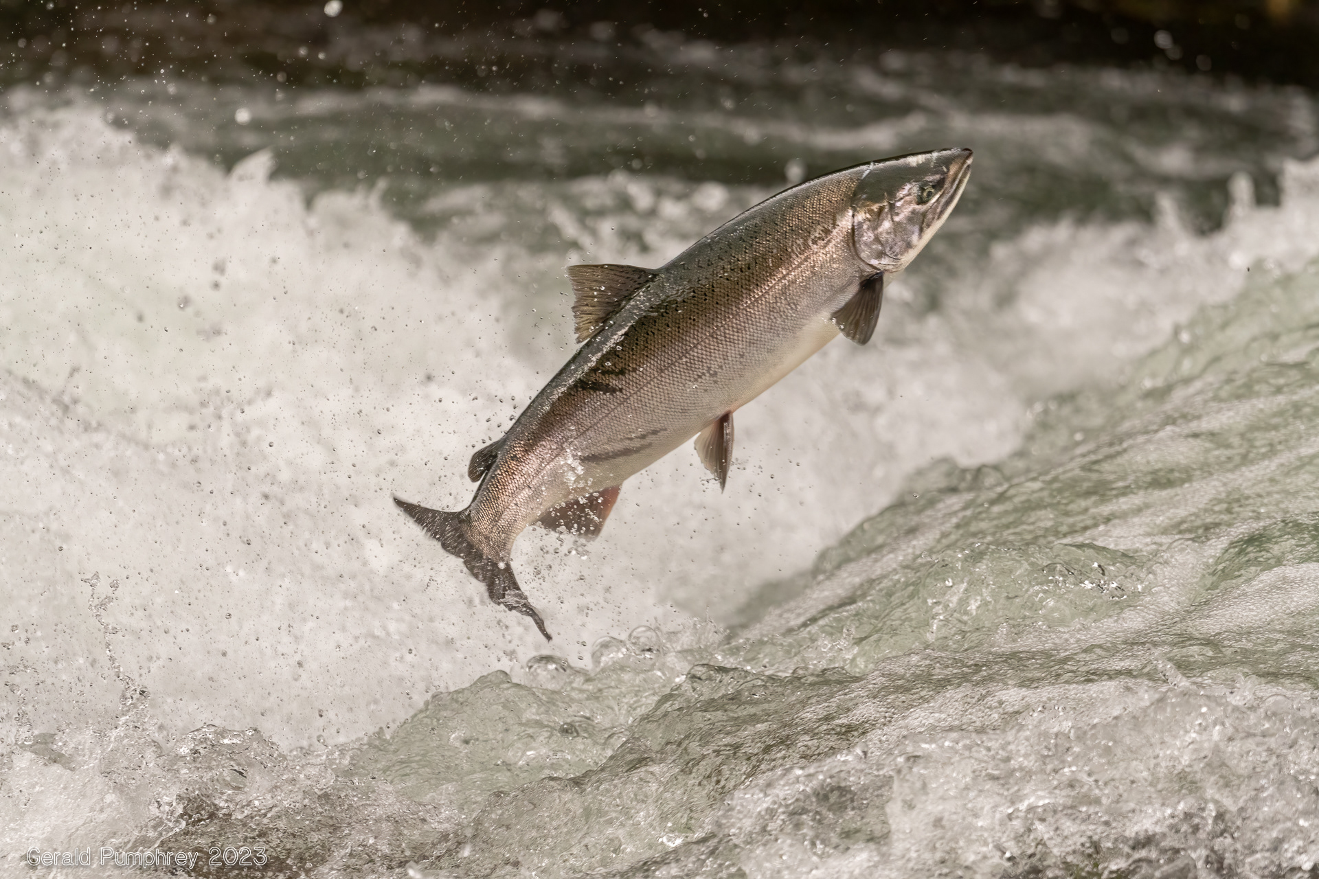 Wild Coho Salmon, Marble River, Vancouver Island