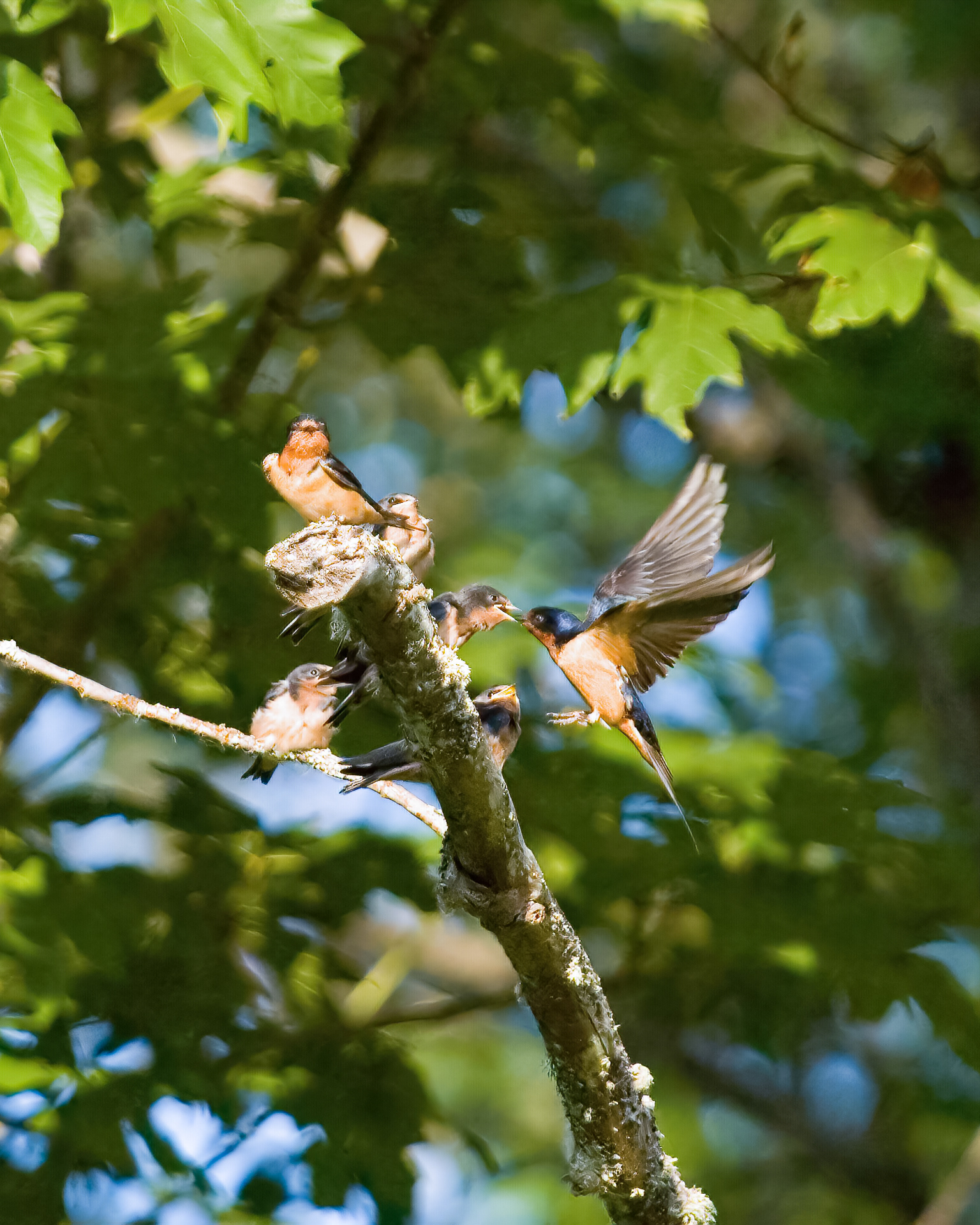 Barn Swallows