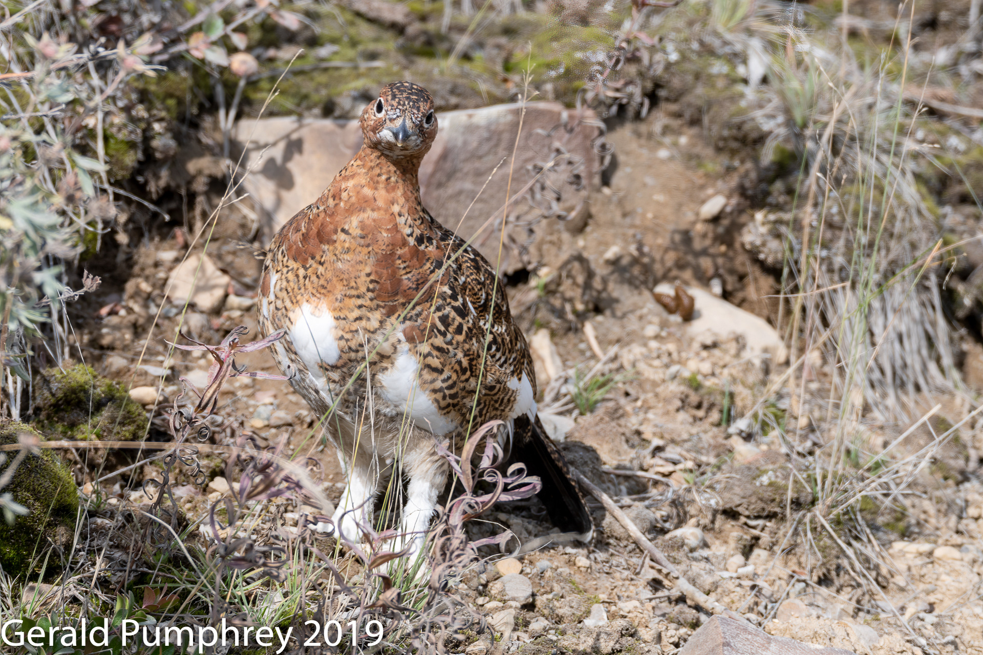 Willow Ptarmigan