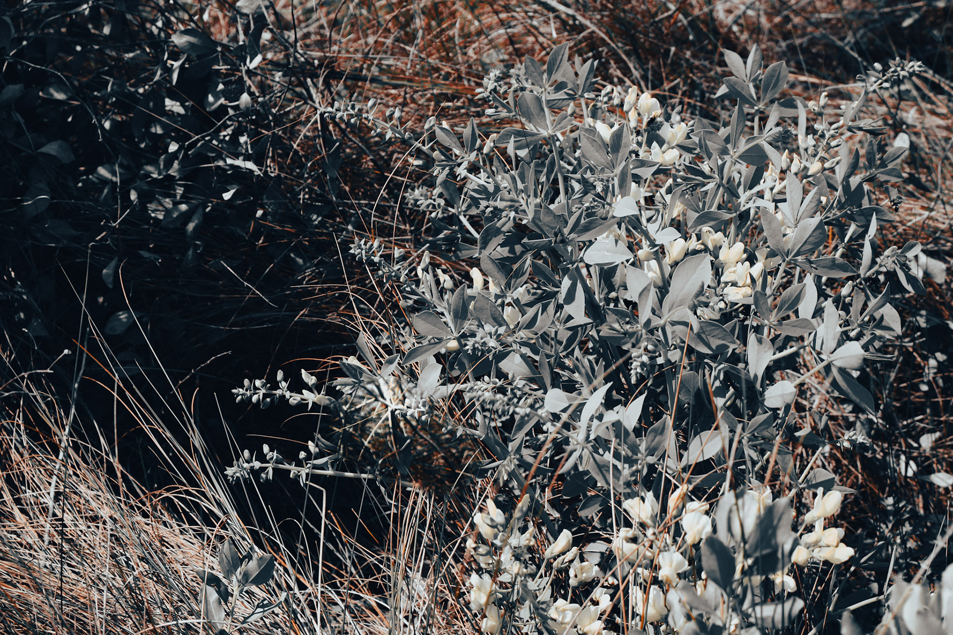 Jan Christian Photo Gallery