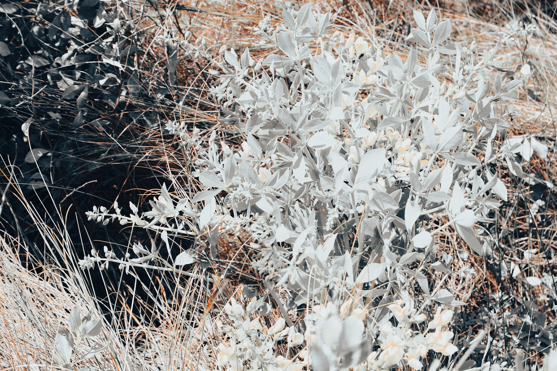 Jan Christian Photo Gallery