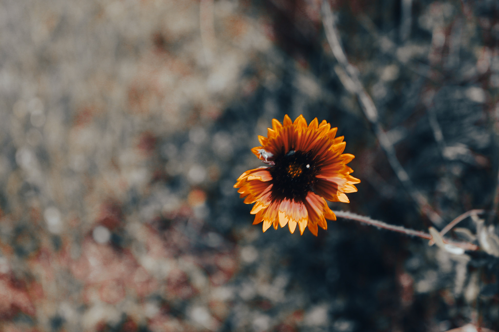 Jan Christian Photo Gallery