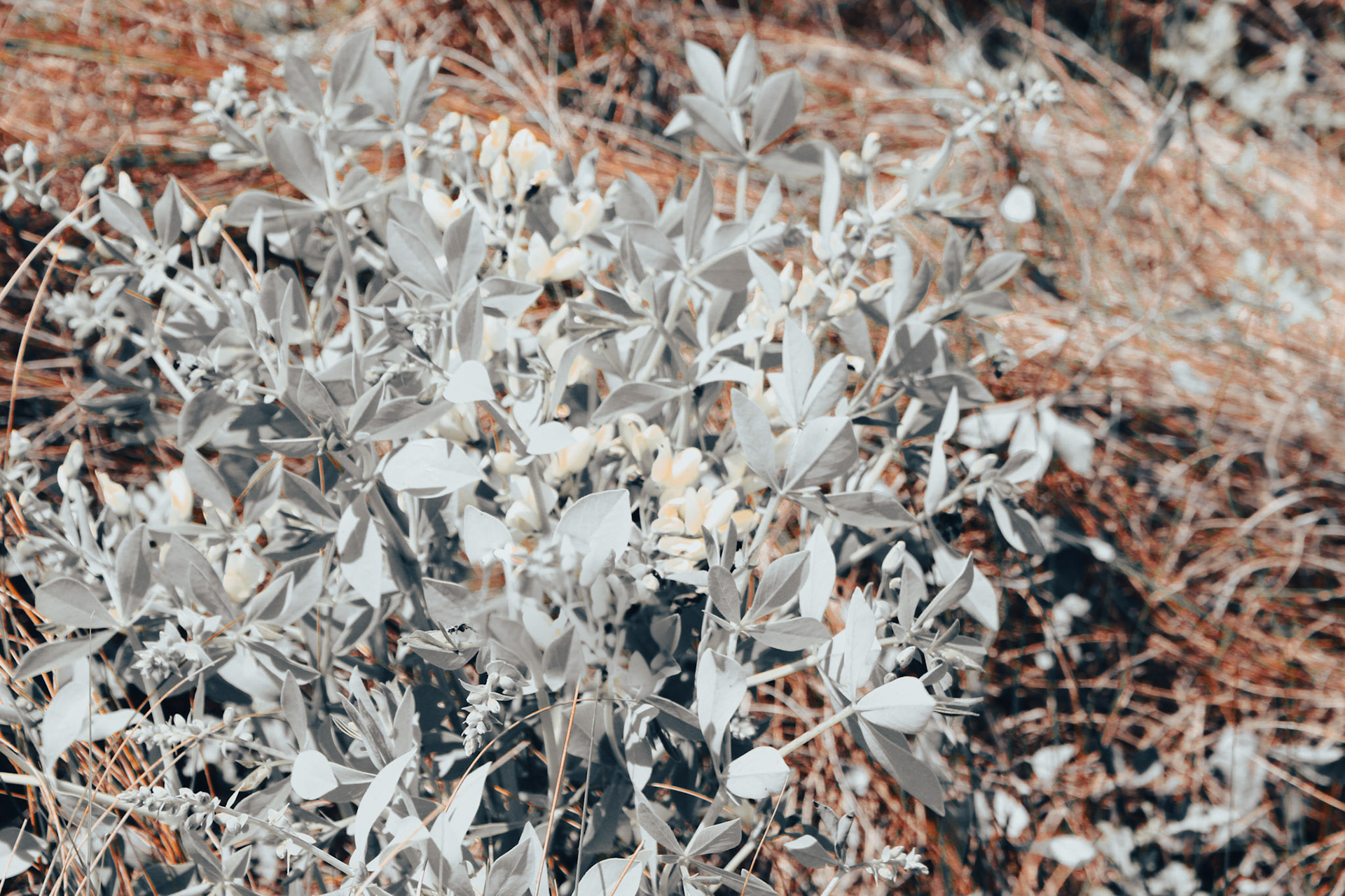 Jan Christian Photo Gallery