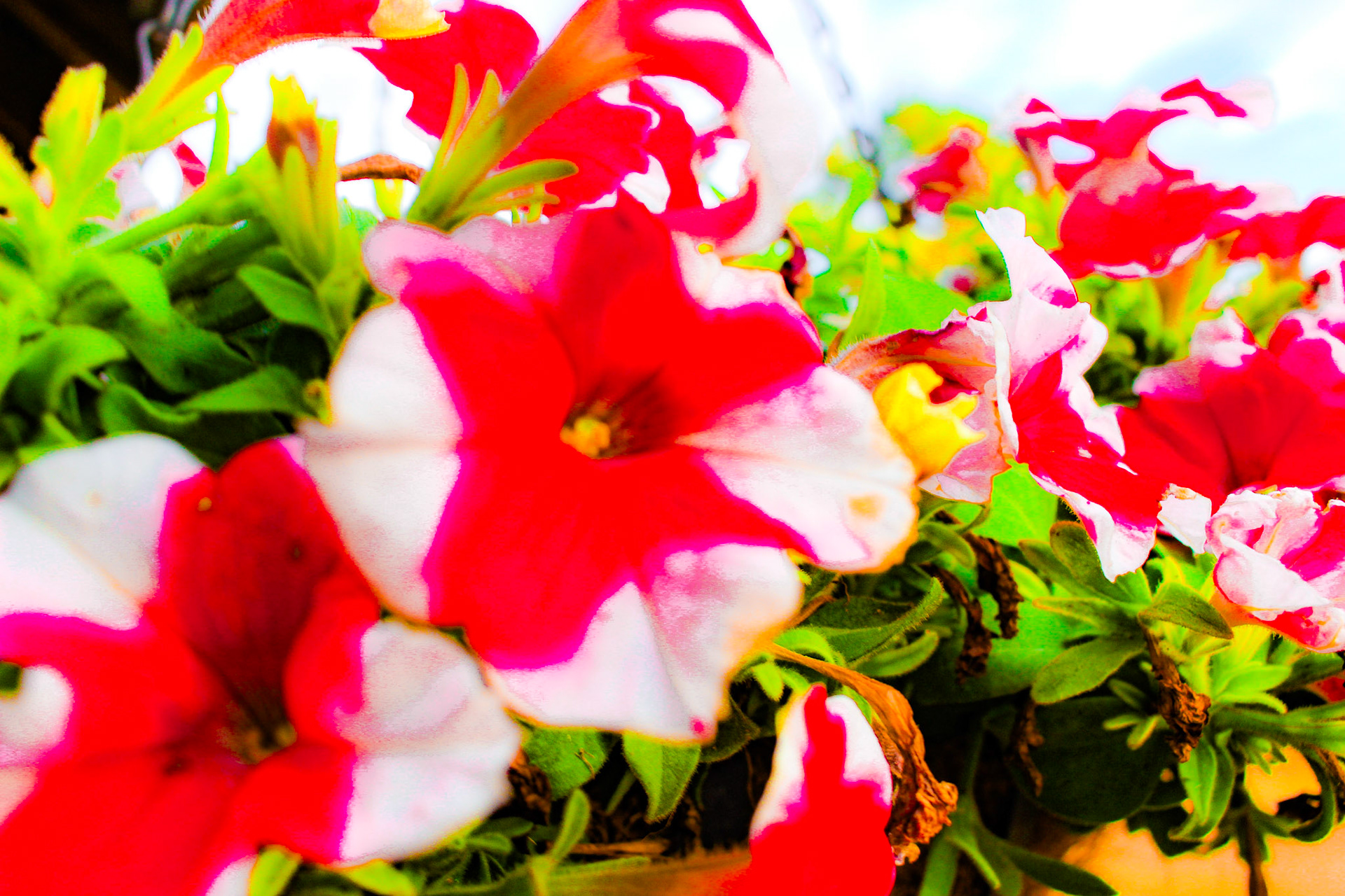 Jan Christian Photo Gallery