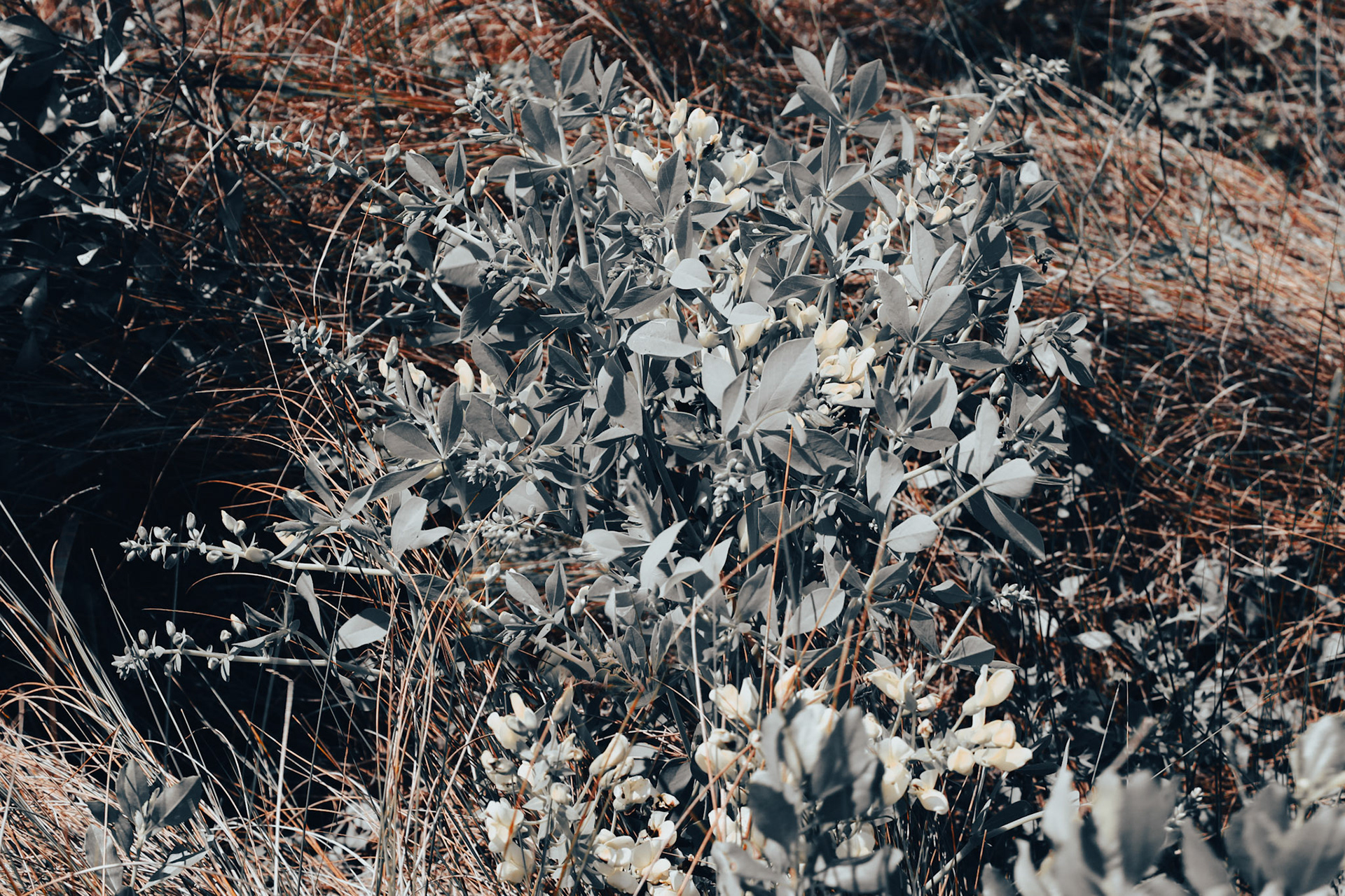 Jan Christian Photo Gallery