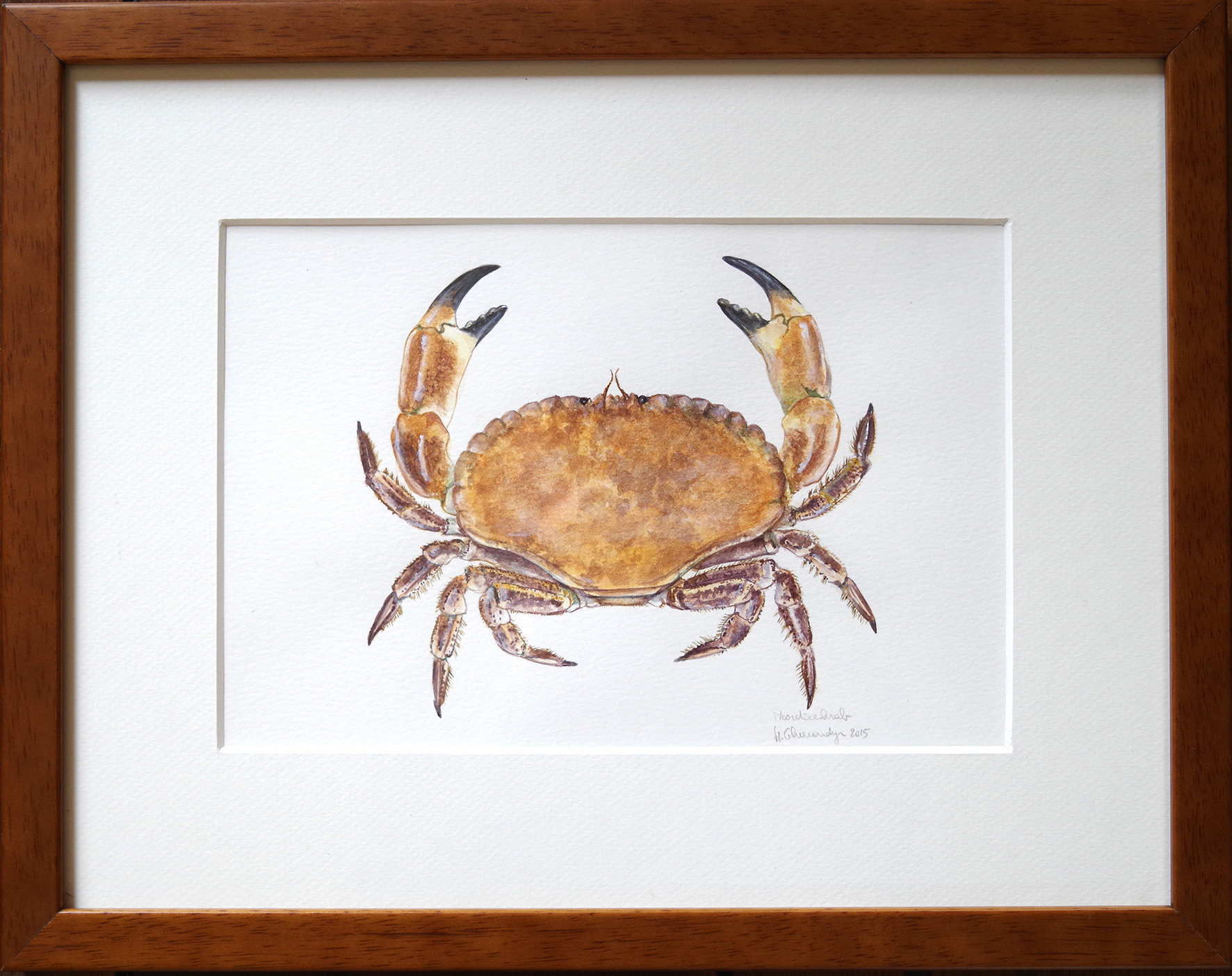 Brown crab - watercolour on paper