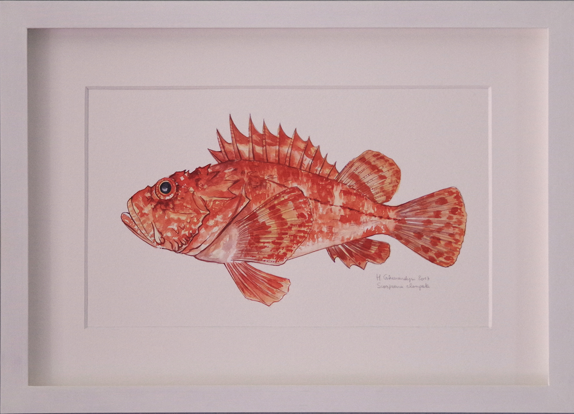 Slender rockfish - watercolour on paper