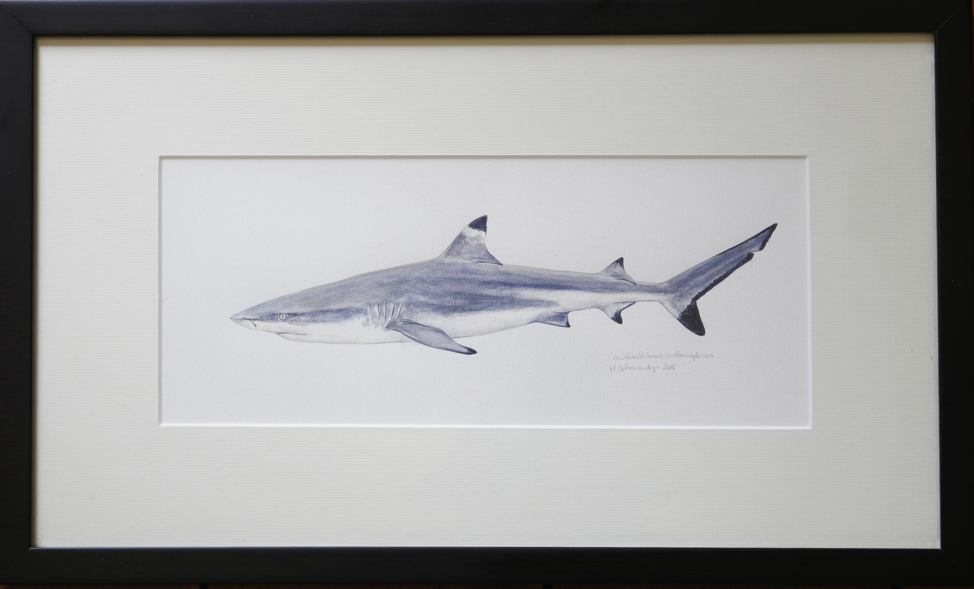 Blacktip reef shark - watercolour on paper