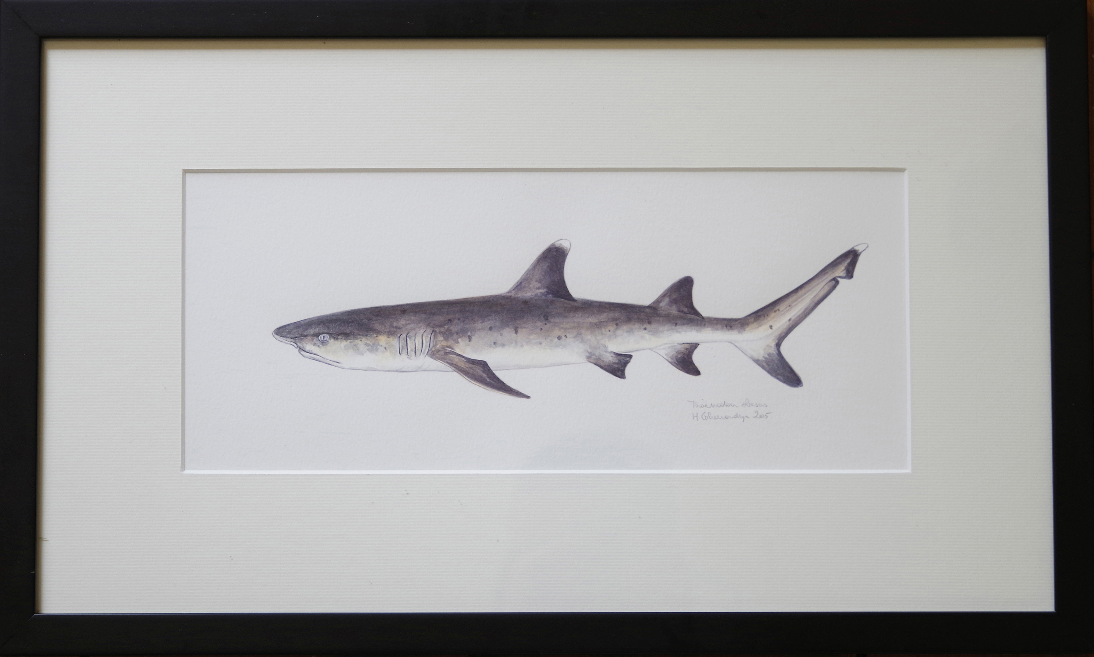 Whitetip reef shark - watercolour on paper