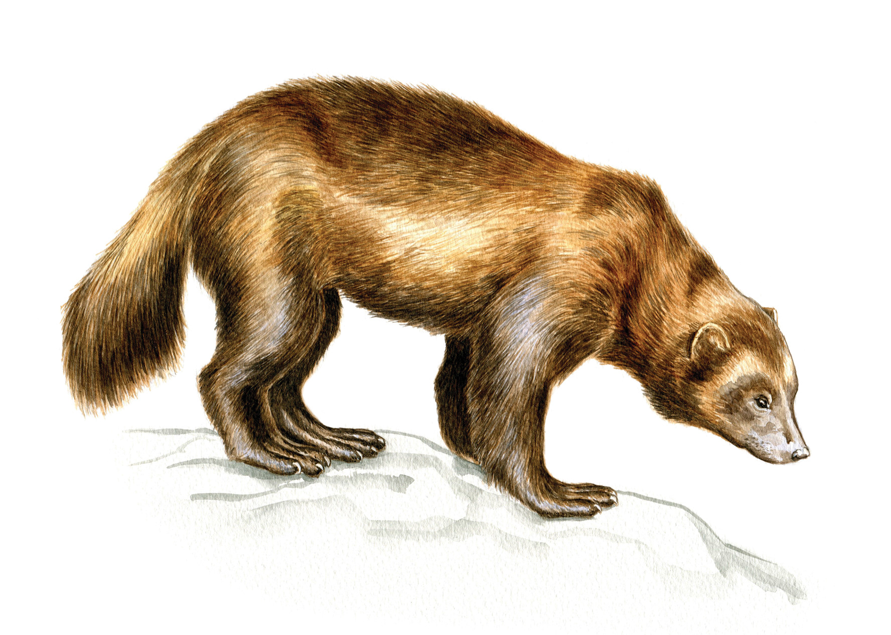 Wolverine - watercolour on paper