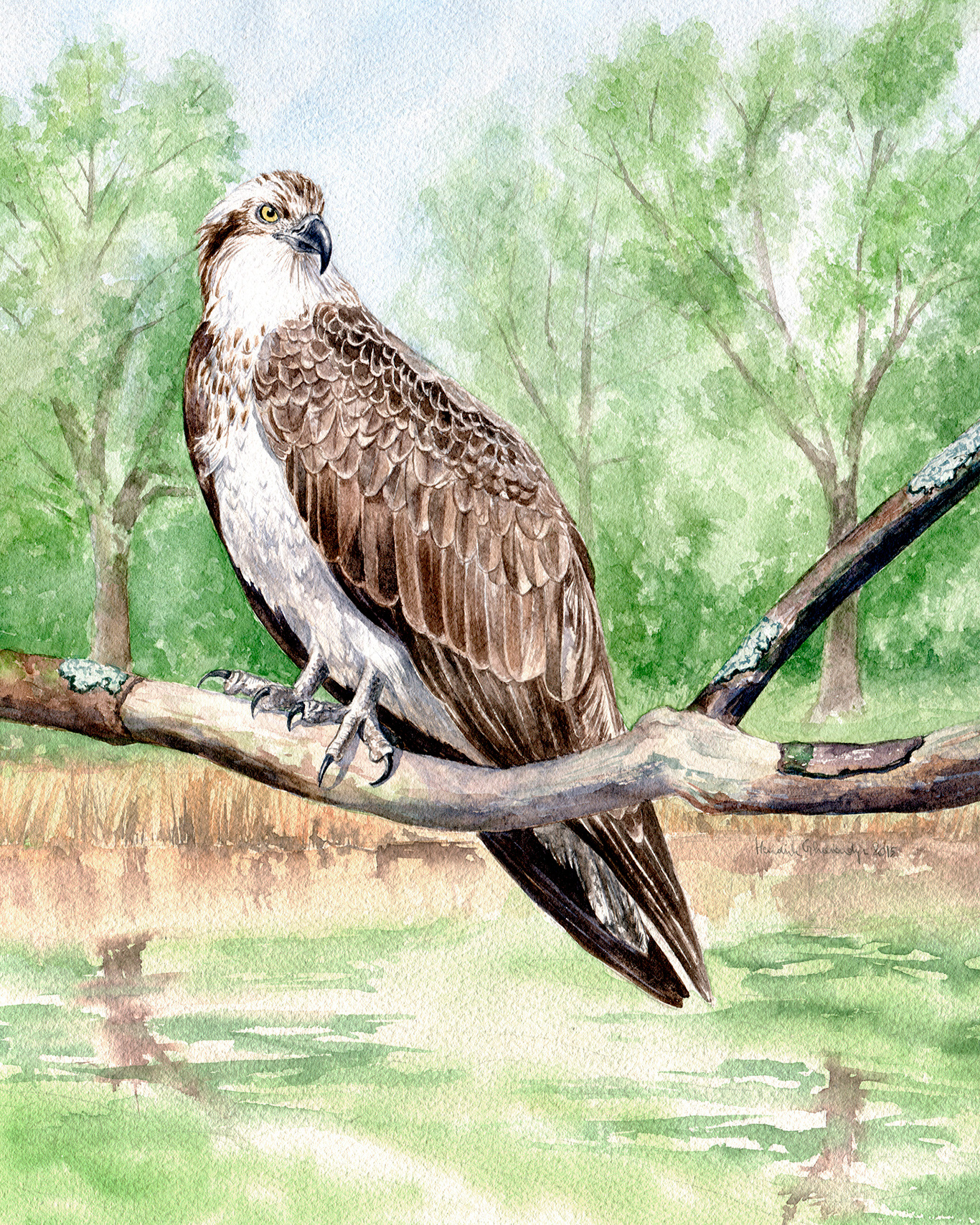 Osprey - watercolour on paper