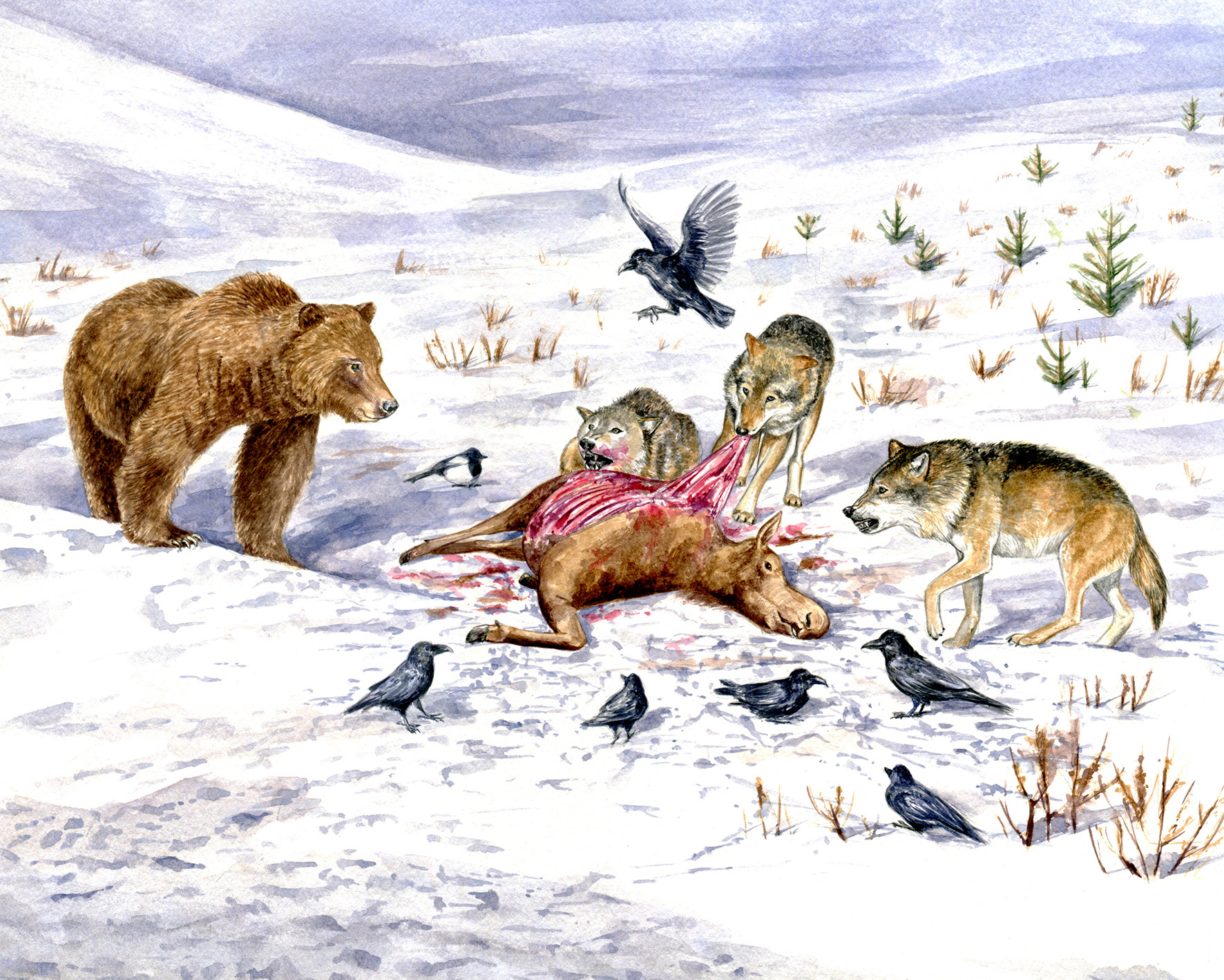 Brown bear and wolves - watercolour on paper