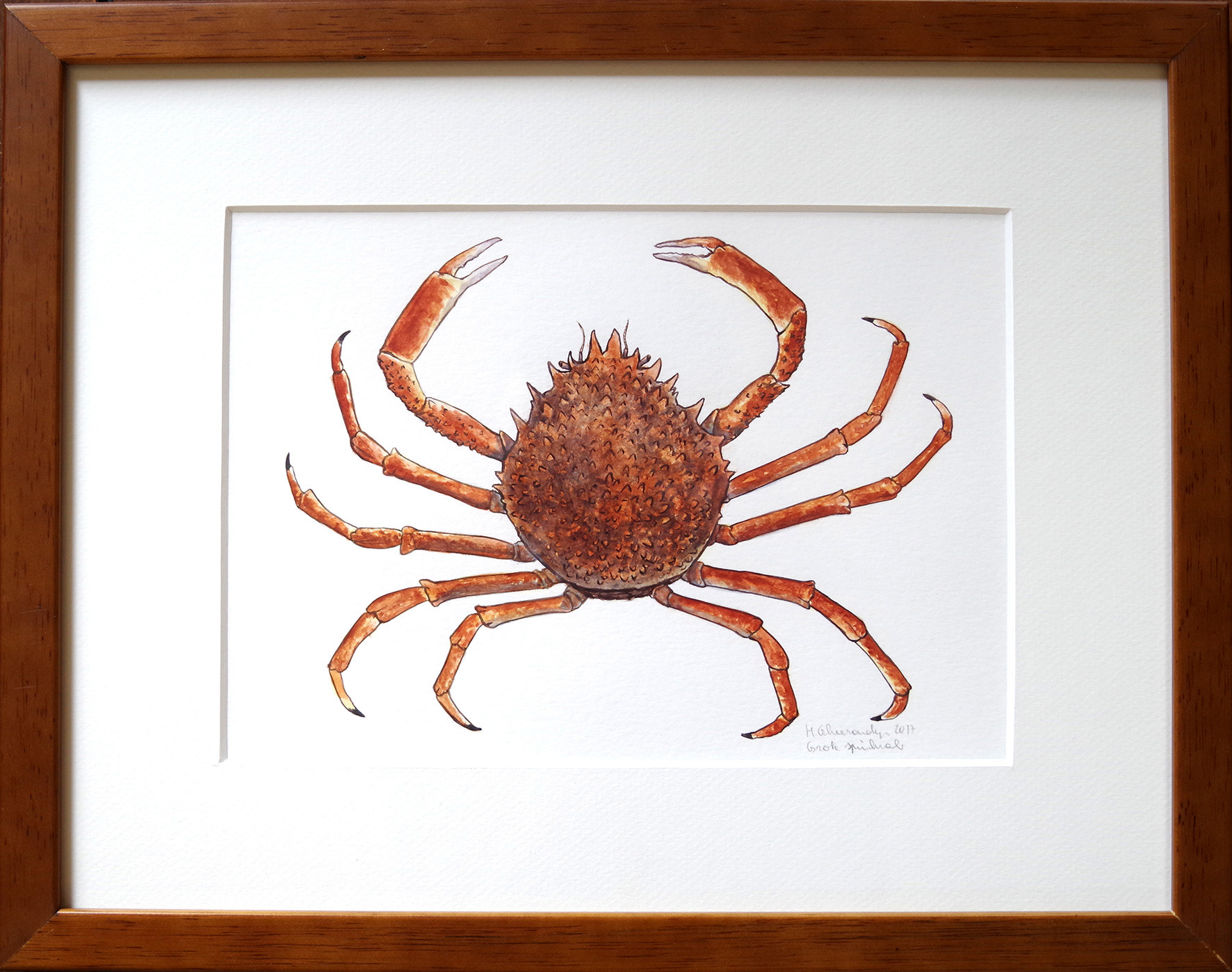 European spider crab - watercolour on paper