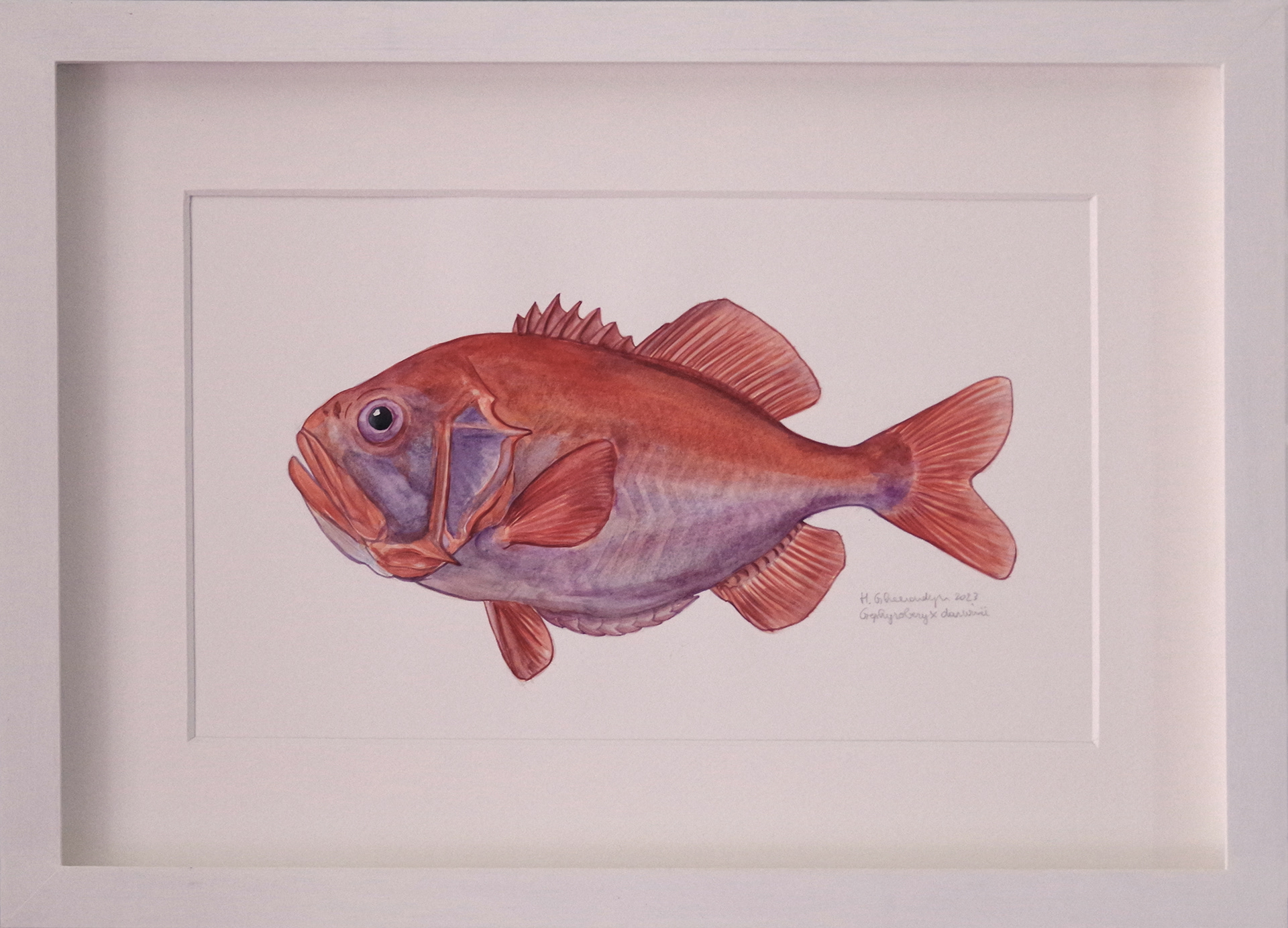 Darwin's slimehead - watercolour on paper