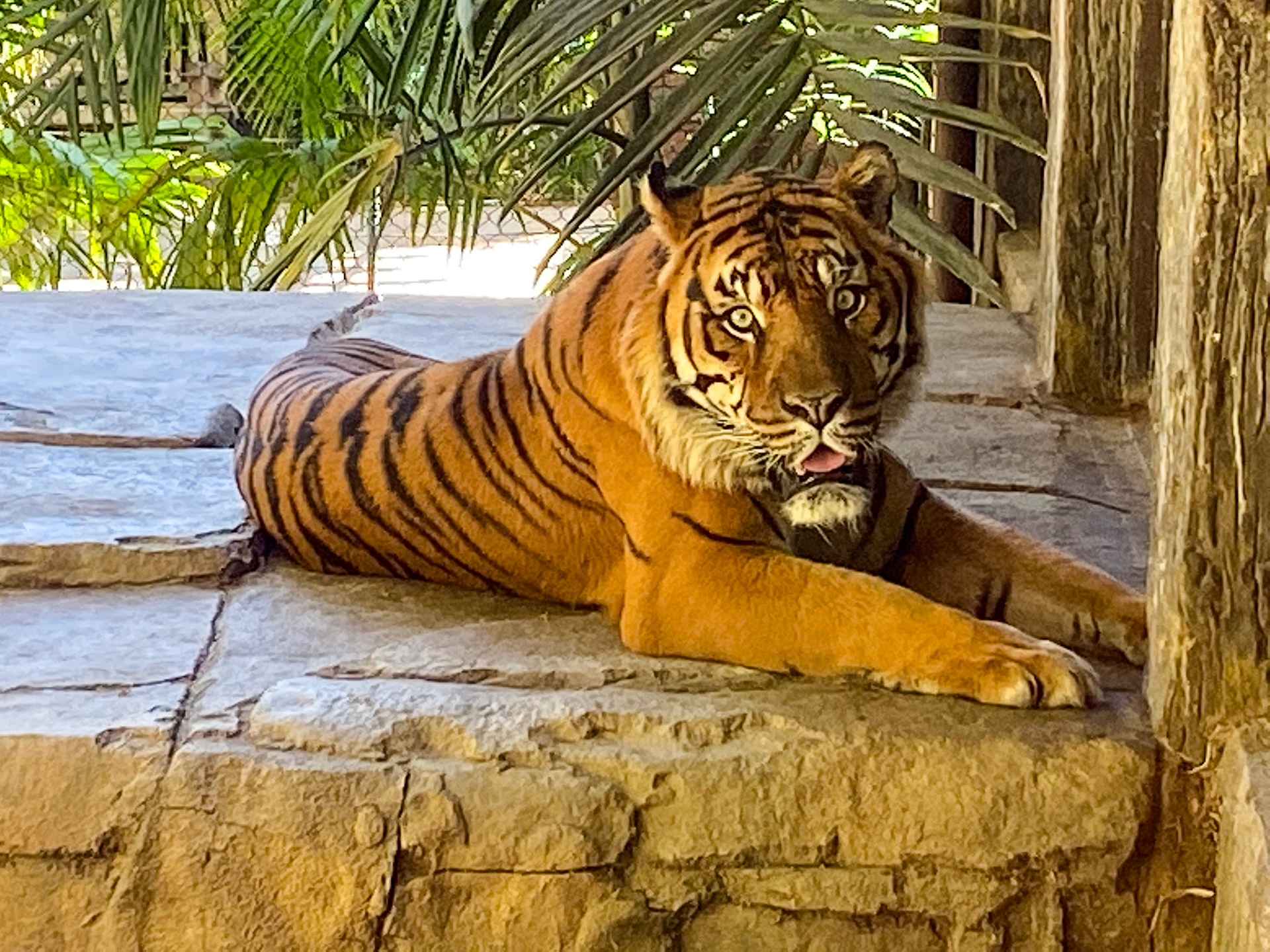 Tiger at San Diego Wild Animal Park