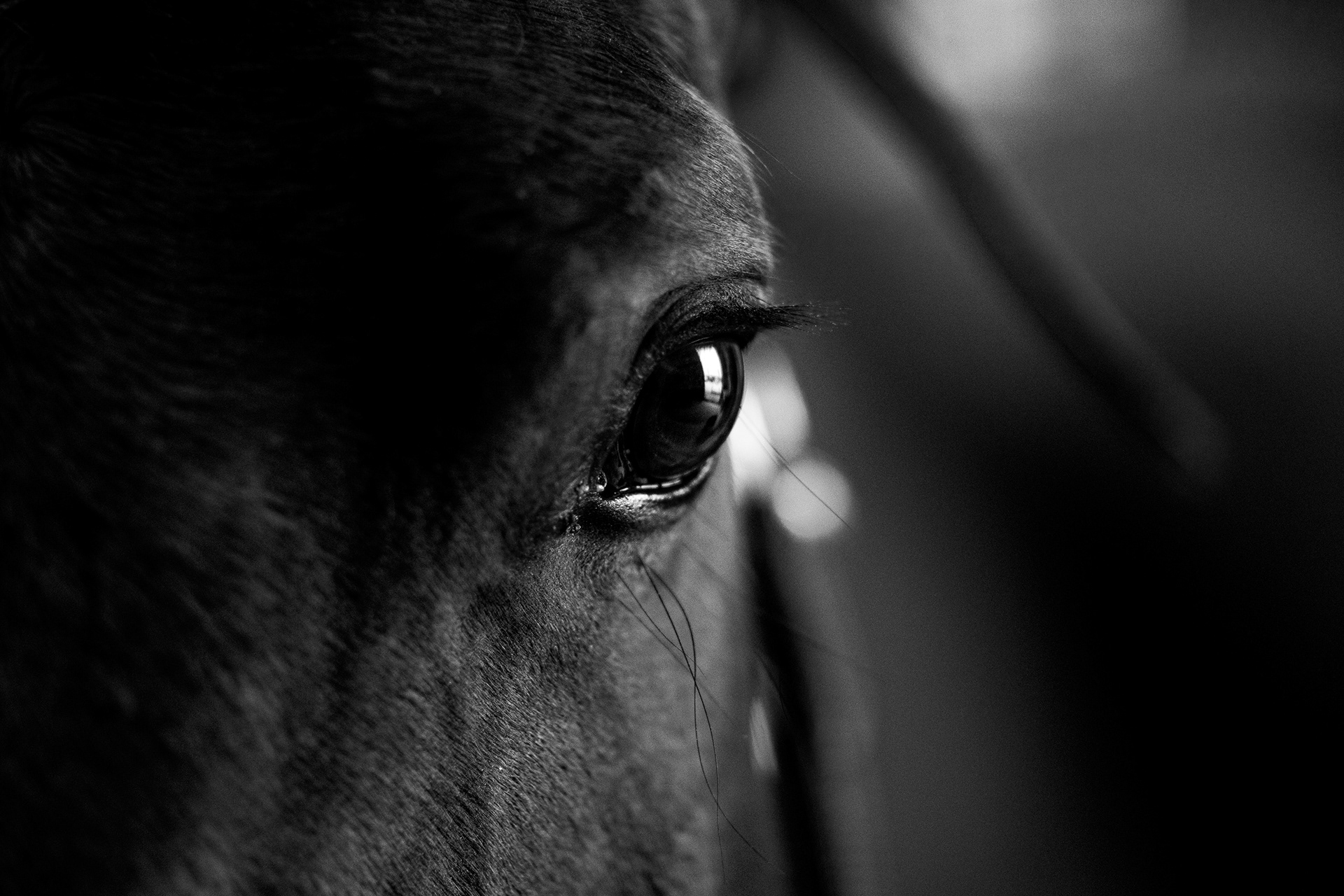Shooting Lifetsyle Equestre